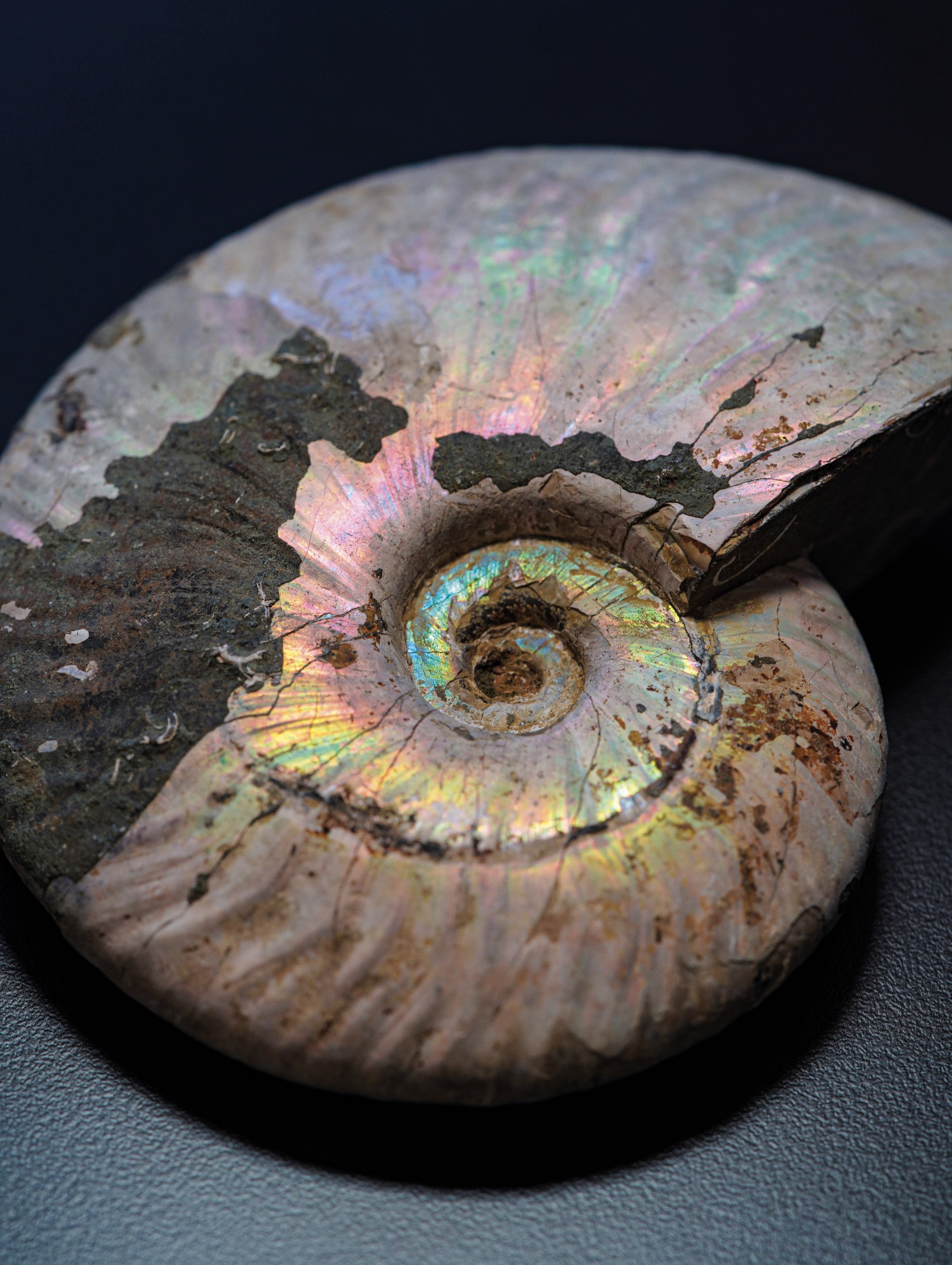 Impressionante Ammonite Irridescente. Aioloceras (cleoniceras)cretacico 143-66 Milioni di Anni