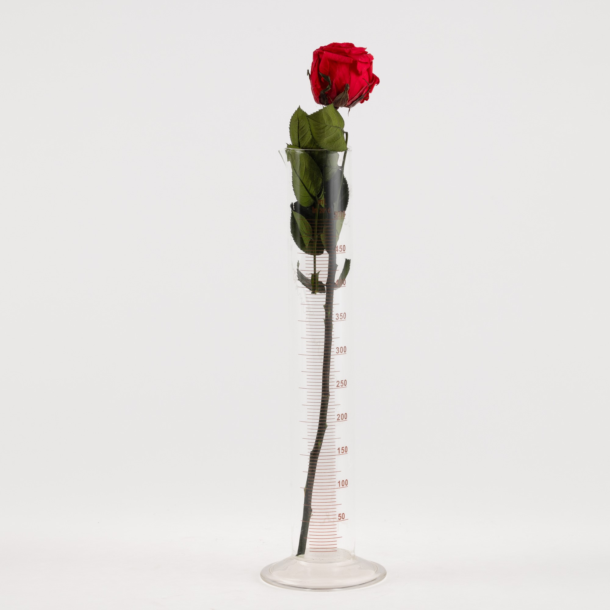 Joseph Beuys - Rose for Direct Democracy, cilindro graduato in vetro, 1973