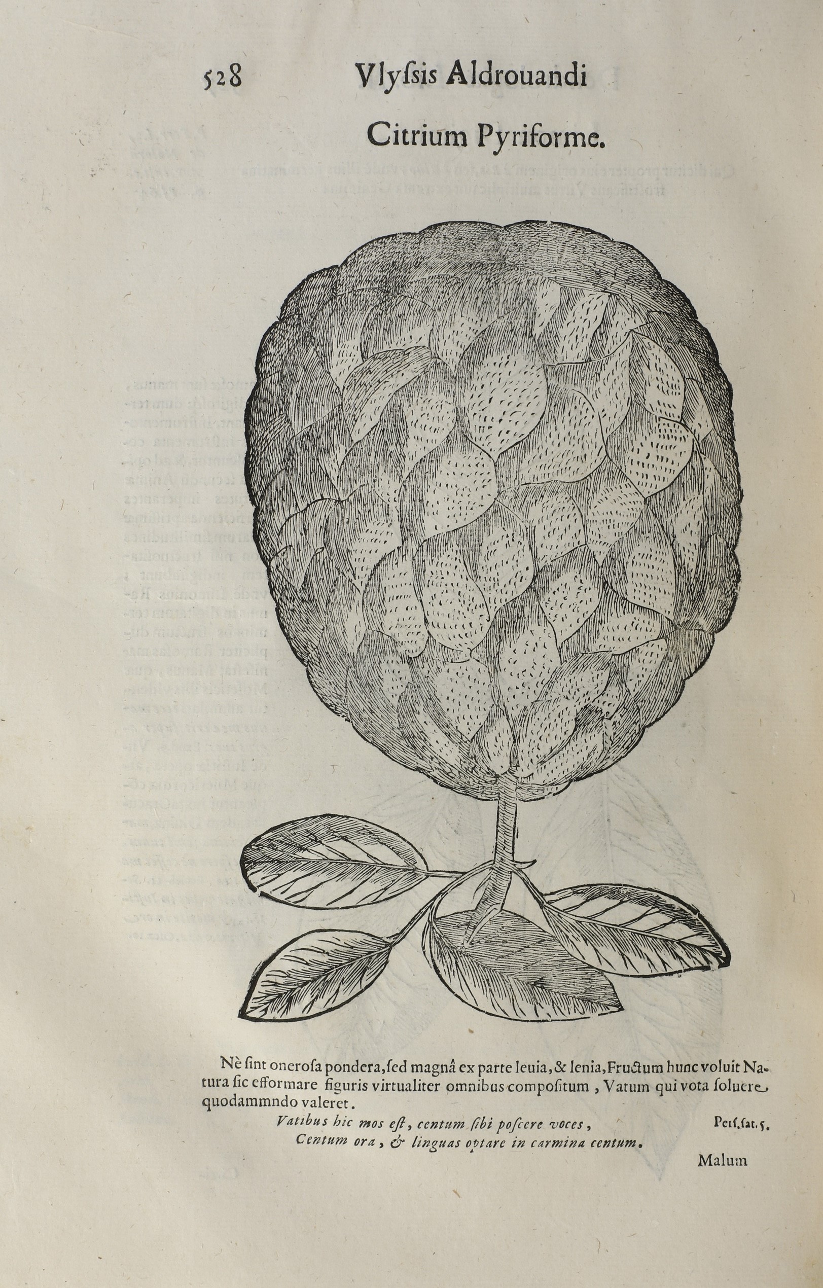 Aldrovandi Ulisse (1522-1605) Raccolta di Opere di Scienze Naturali