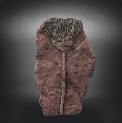 Rarissimo Crinoide (crinoidea Miller), Devoniano (419.2 - 358.9 Millioni di Anni)