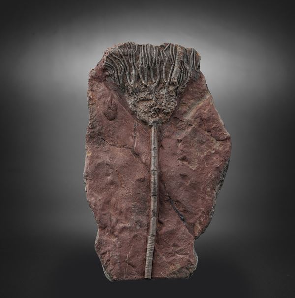 Rarissimo crinoide (Crinoidea Miller), Devoniano (419.2 - 358.9 millioni di anni)