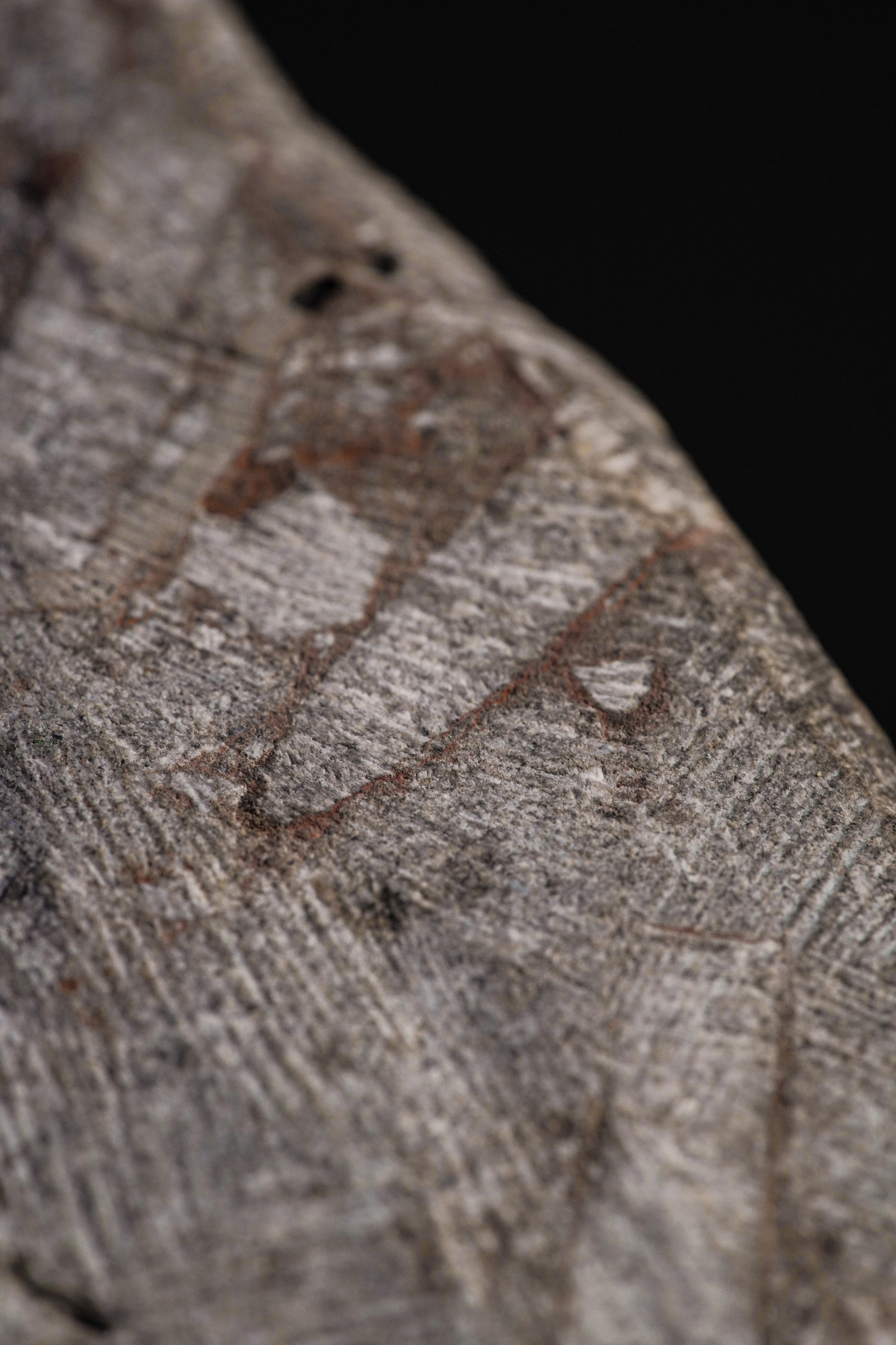 Rarissimo Crinoide (crinoidea Miller), Devoniano (419.2 - 358.9 Millioni di Anni)