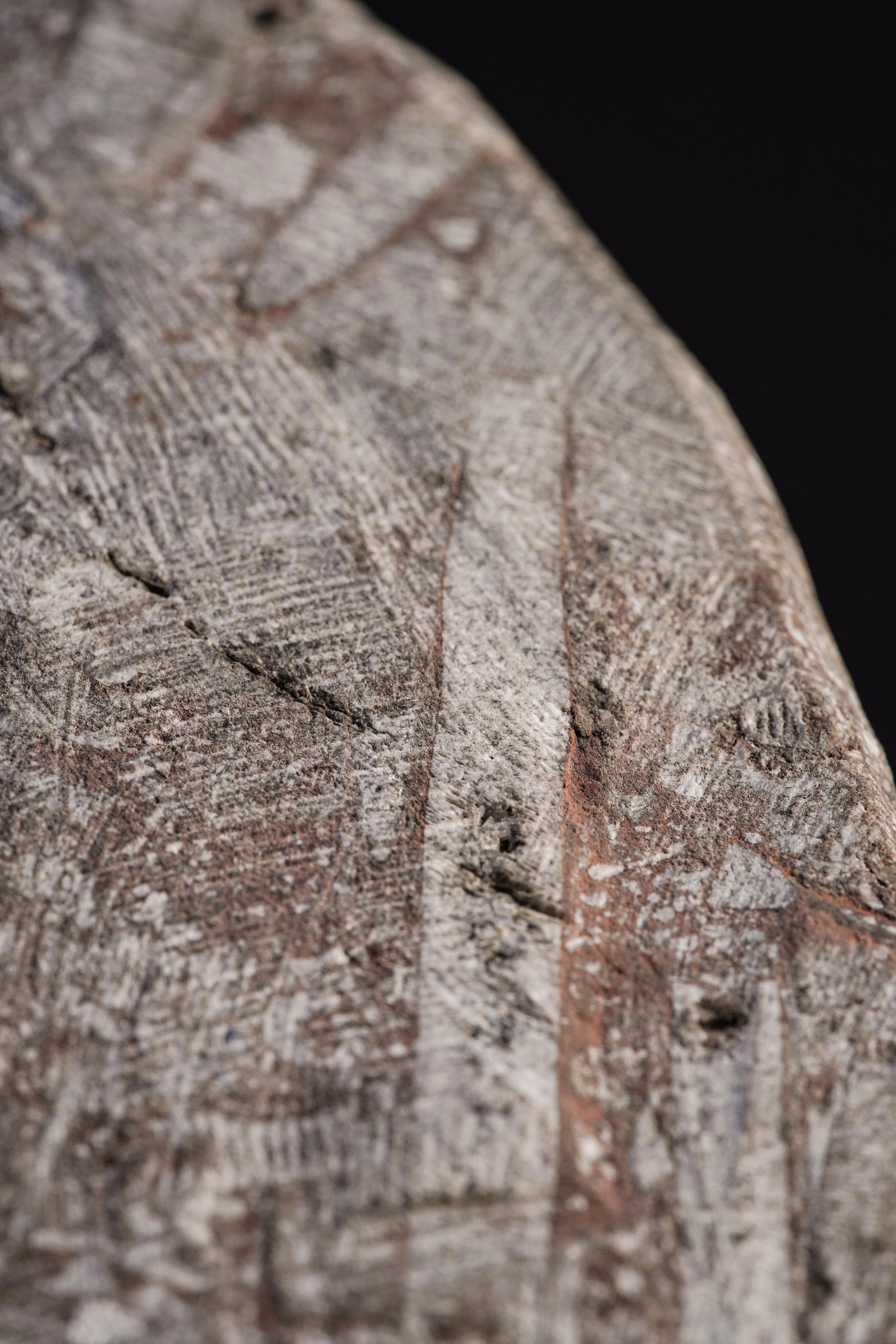 Rarissimo Crinoide (crinoidea Miller), Devoniano (419.2 - 358.9 Millioni di Anni)