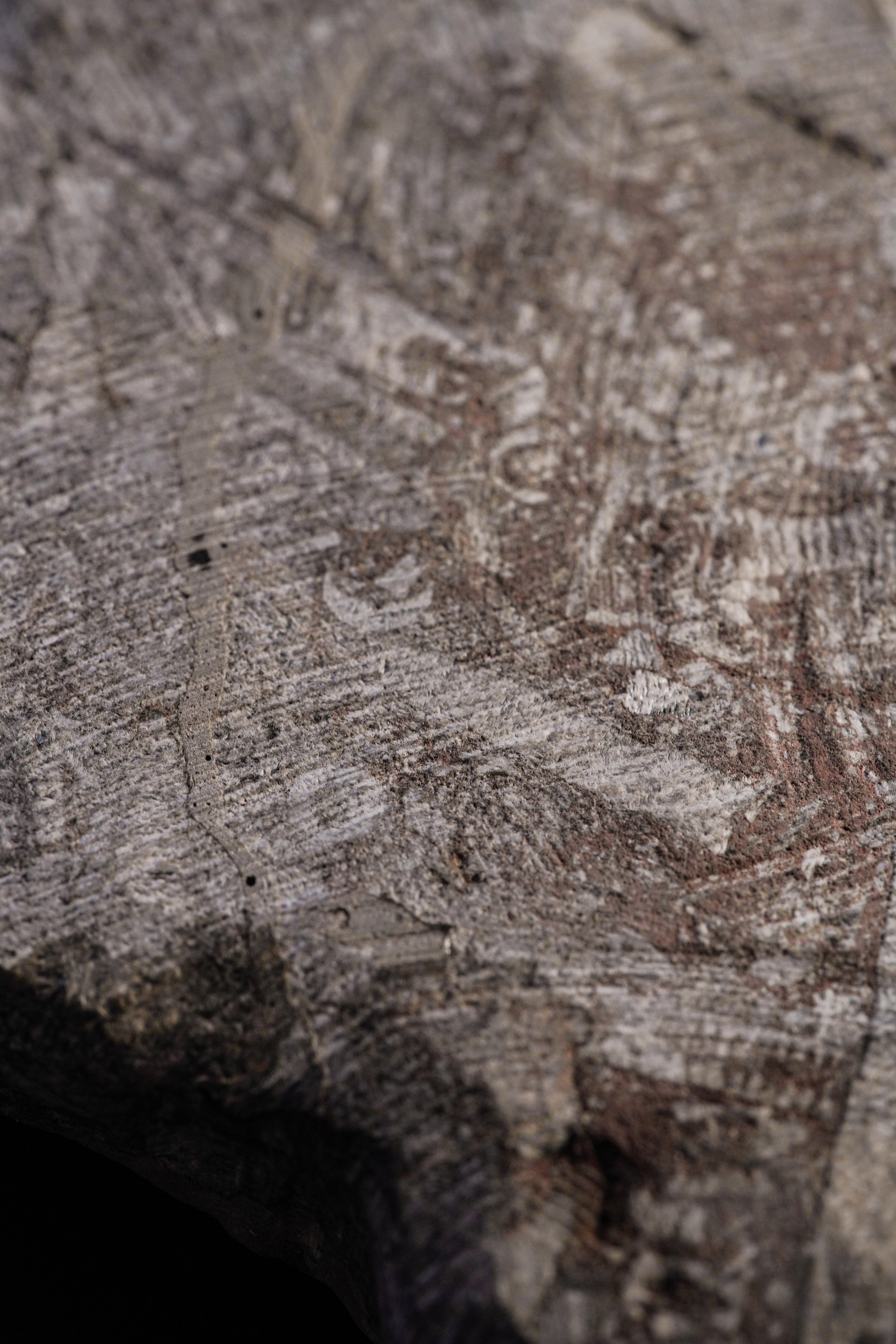 Rarissimo Crinoide (crinoidea Miller), Devoniano (419.2 - 358.9 Millioni di Anni)