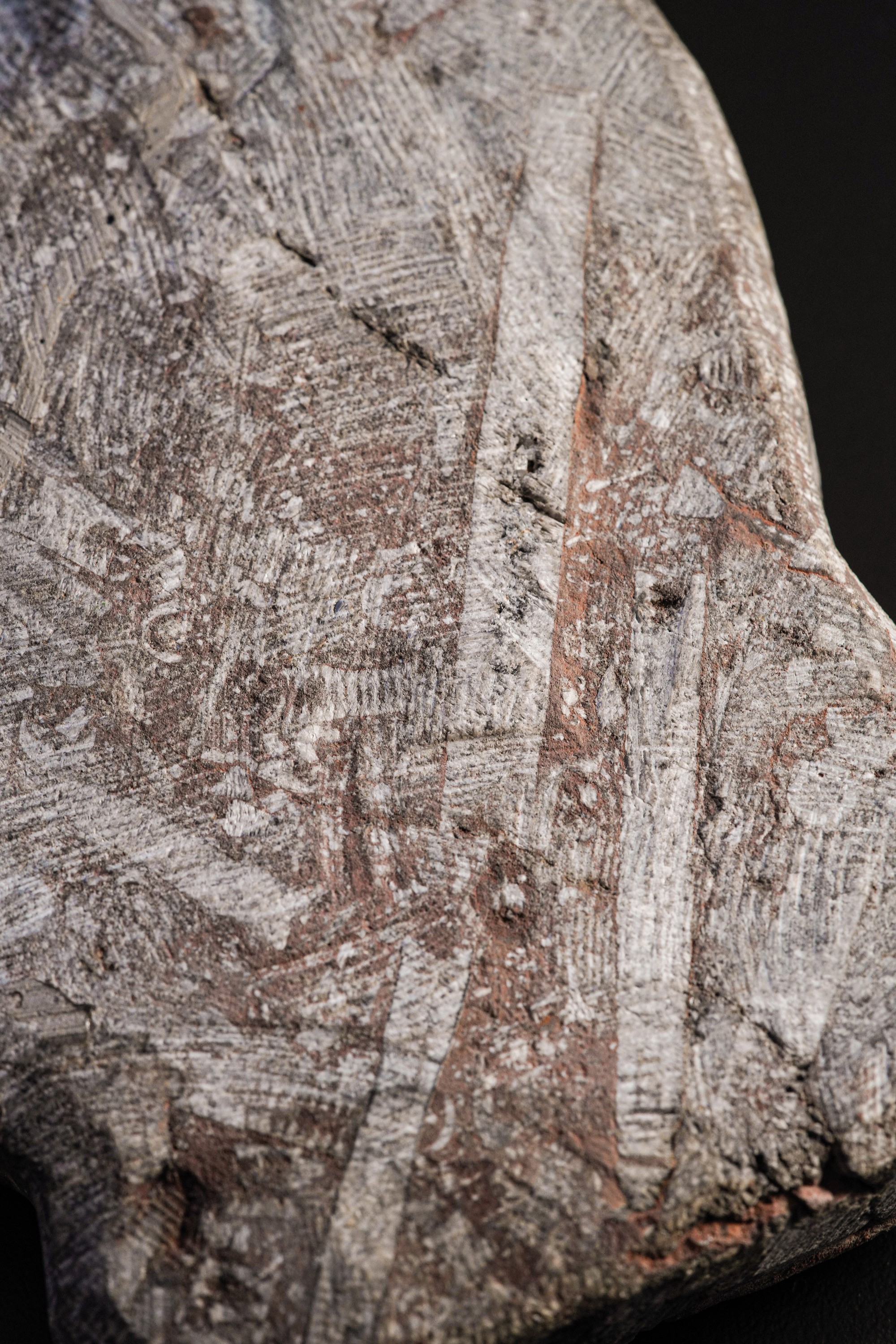 Rarissimo Crinoide (crinoidea Miller), Devoniano (419.2 - 358.9 Millioni di Anni)