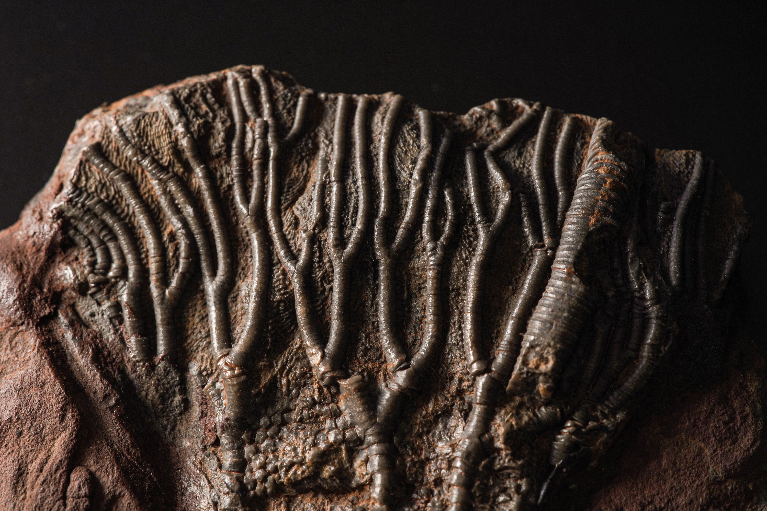 Rarissimo Crinoide (crinoidea Miller), Devoniano (419.2 - 358.9 Millioni di Anni)