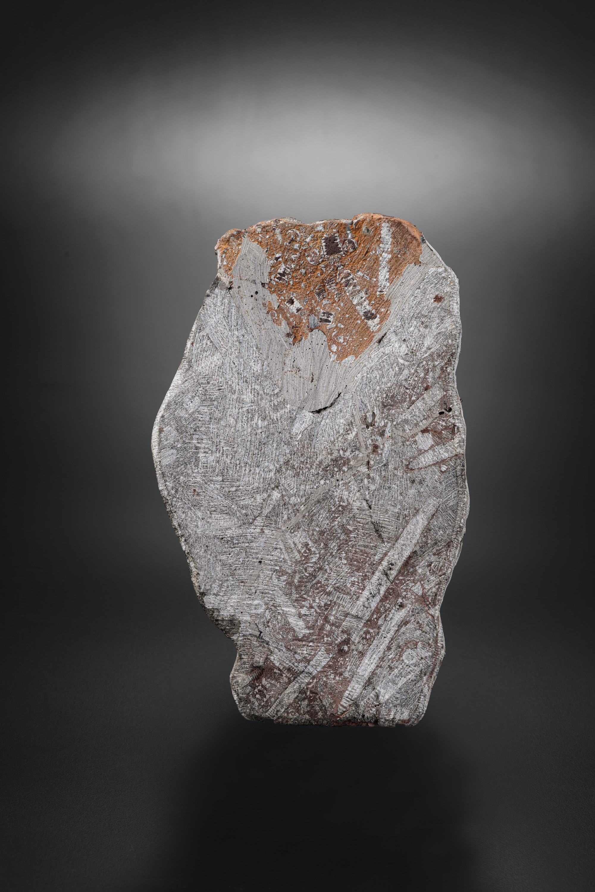 Rarissimo Crinoide (crinoidea Miller), Devoniano (419.2 - 358.9 Millioni di Anni)