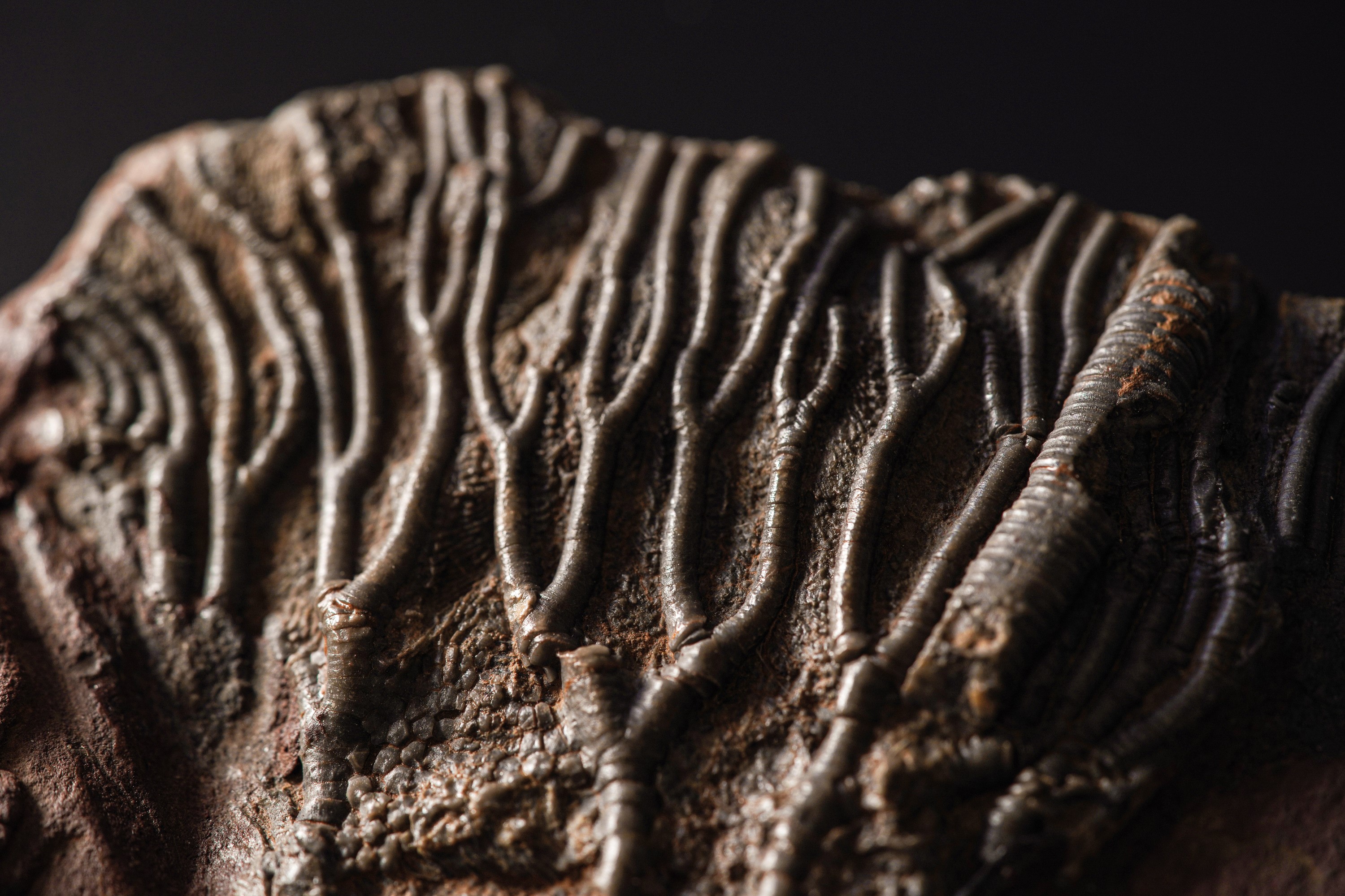 Rarissimo Crinoide (crinoidea Miller), Devoniano (419.2 - 358.9 Millioni di Anni)