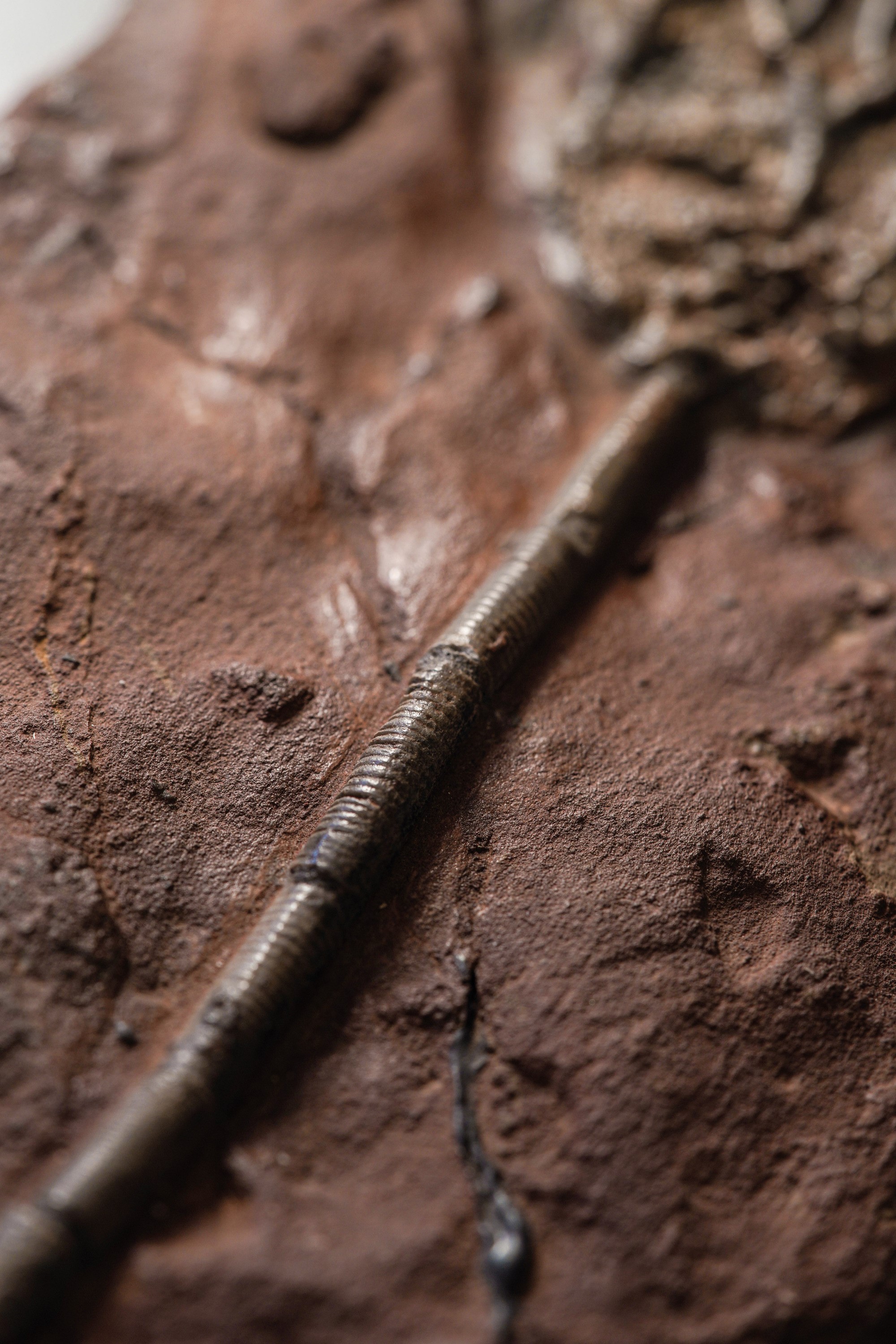 Rarissimo Crinoide (crinoidea Miller), Devoniano (419.2 - 358.9 Millioni di Anni)