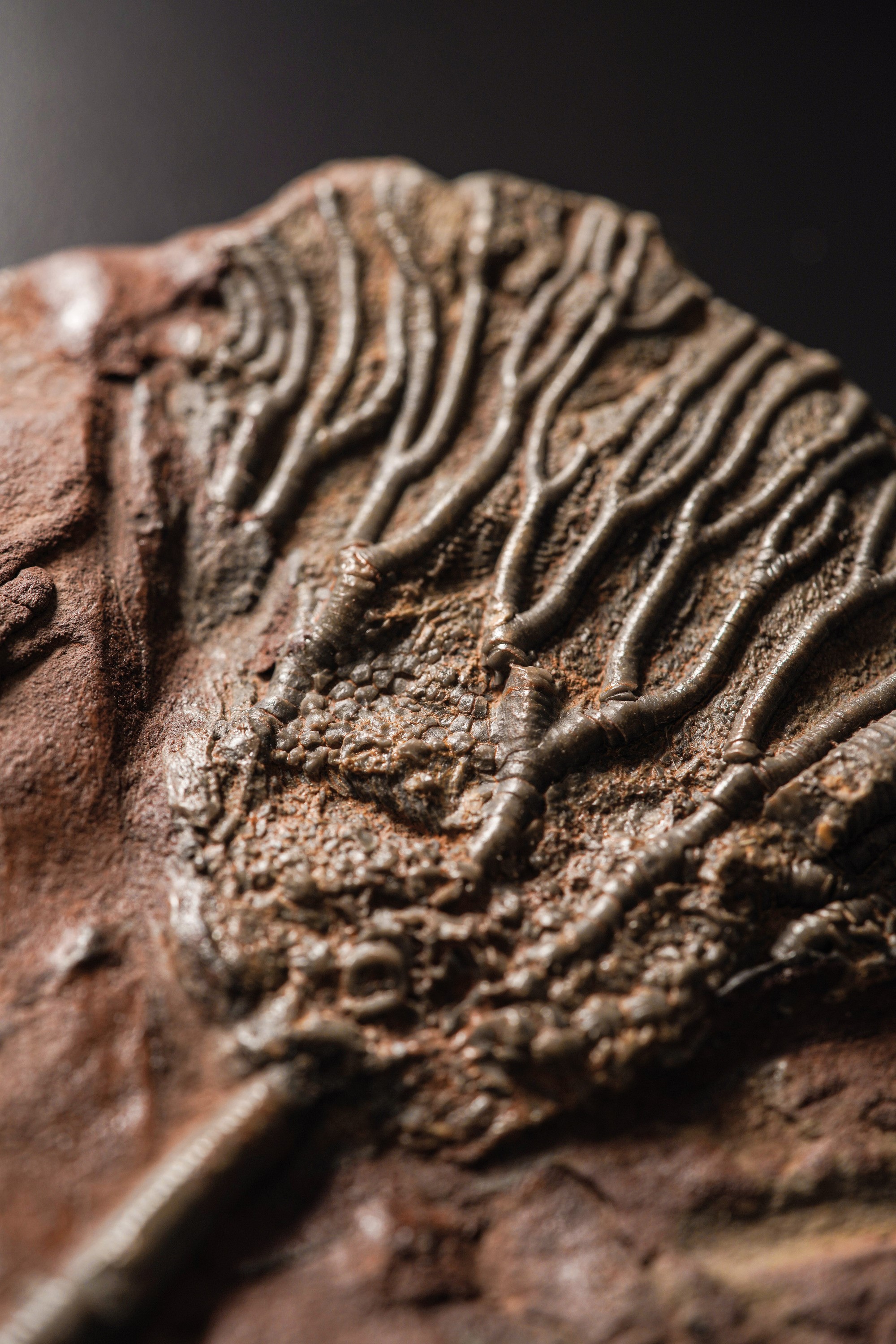 Rarissimo Crinoide (crinoidea Miller), Devoniano (419.2 - 358.9 Millioni di Anni)