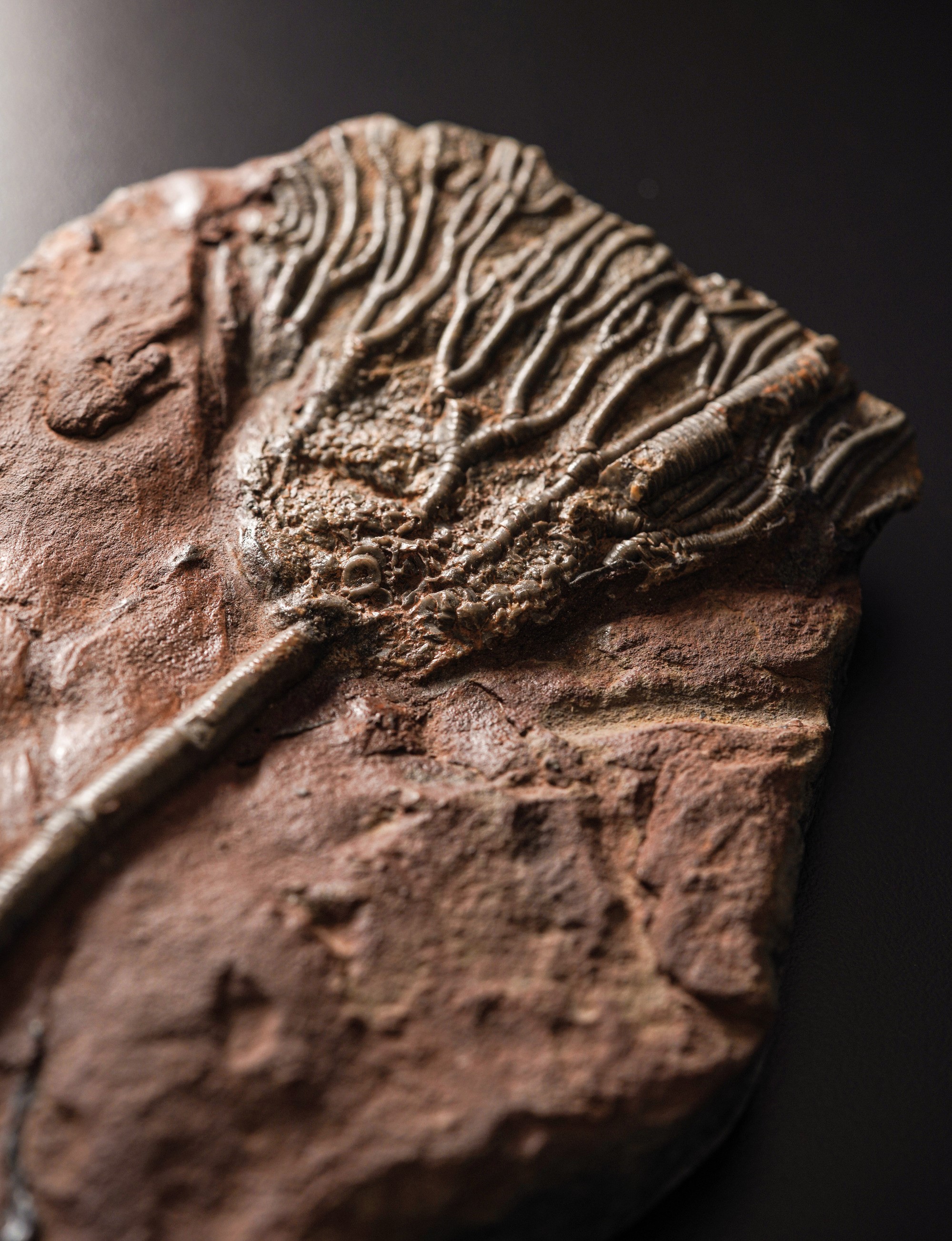 Rarissimo Crinoide (crinoidea Miller), Devoniano (419.2 - 358.9 Millioni di Anni)