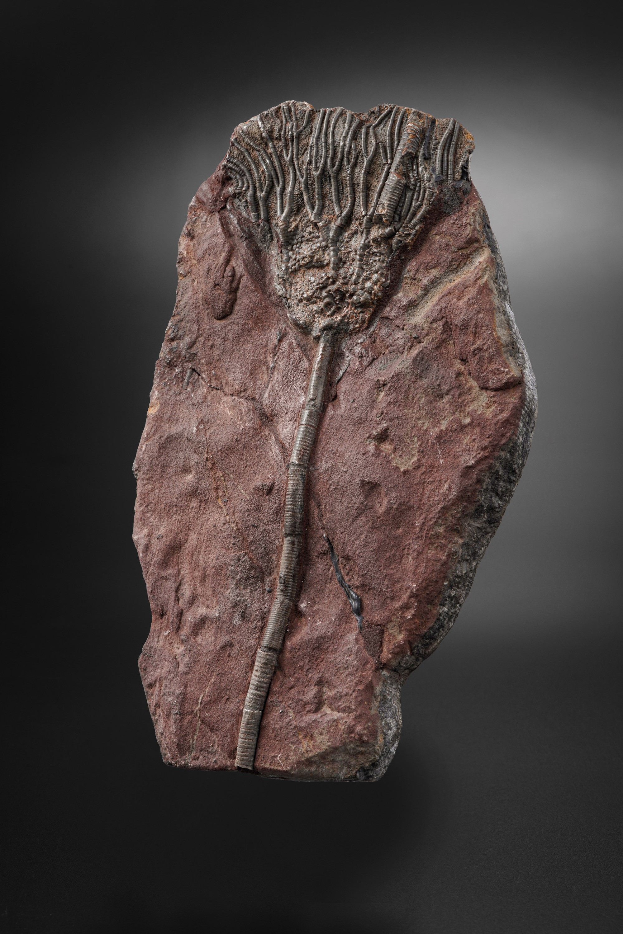 Rarissimo Crinoide (crinoidea Miller), Devoniano (419.2 - 358.9 Millioni di Anni)