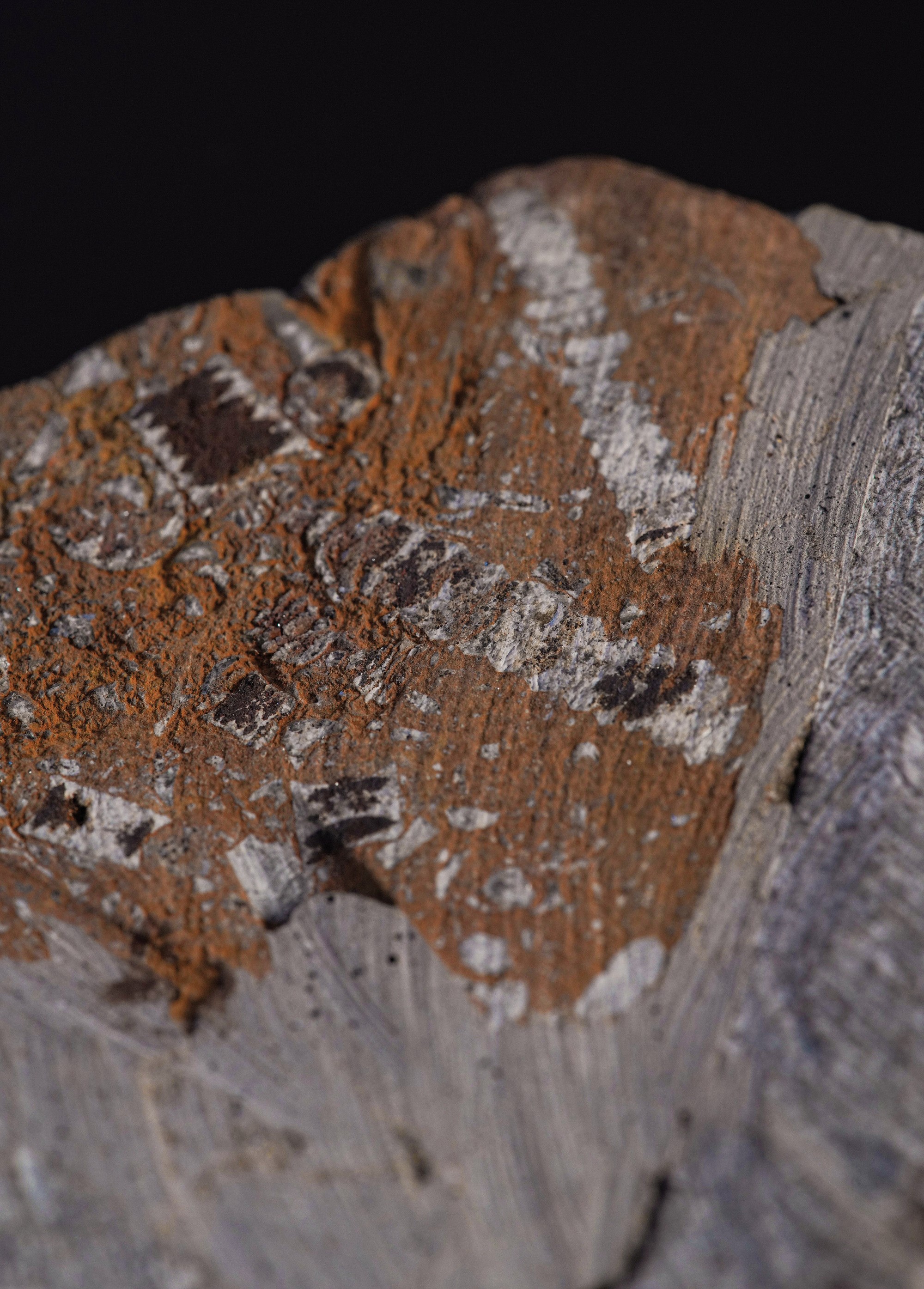 Rarissimo Crinoide (crinoidea Miller), Devoniano (419.2 - 358.9 Millioni di Anni)