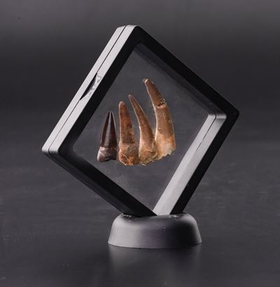 Tre Denti di Plesiosauro (triassico Superiore - Cretacico Superiore - 237-66 Milioni di Anni) e u...
