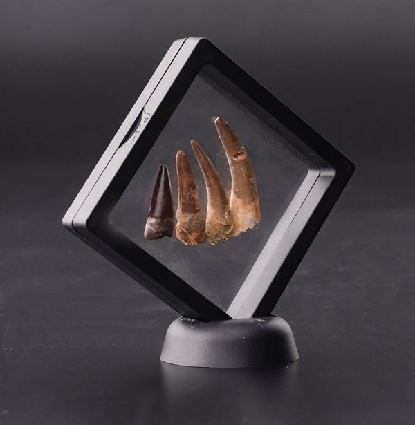 Tre denti di Plesiosauro (Triassico superiore - Cretacico superiore - 237-66 milioni di anni)  e un dente di Basilosauro ( tardo Eocene, 41.3 to 33.9)