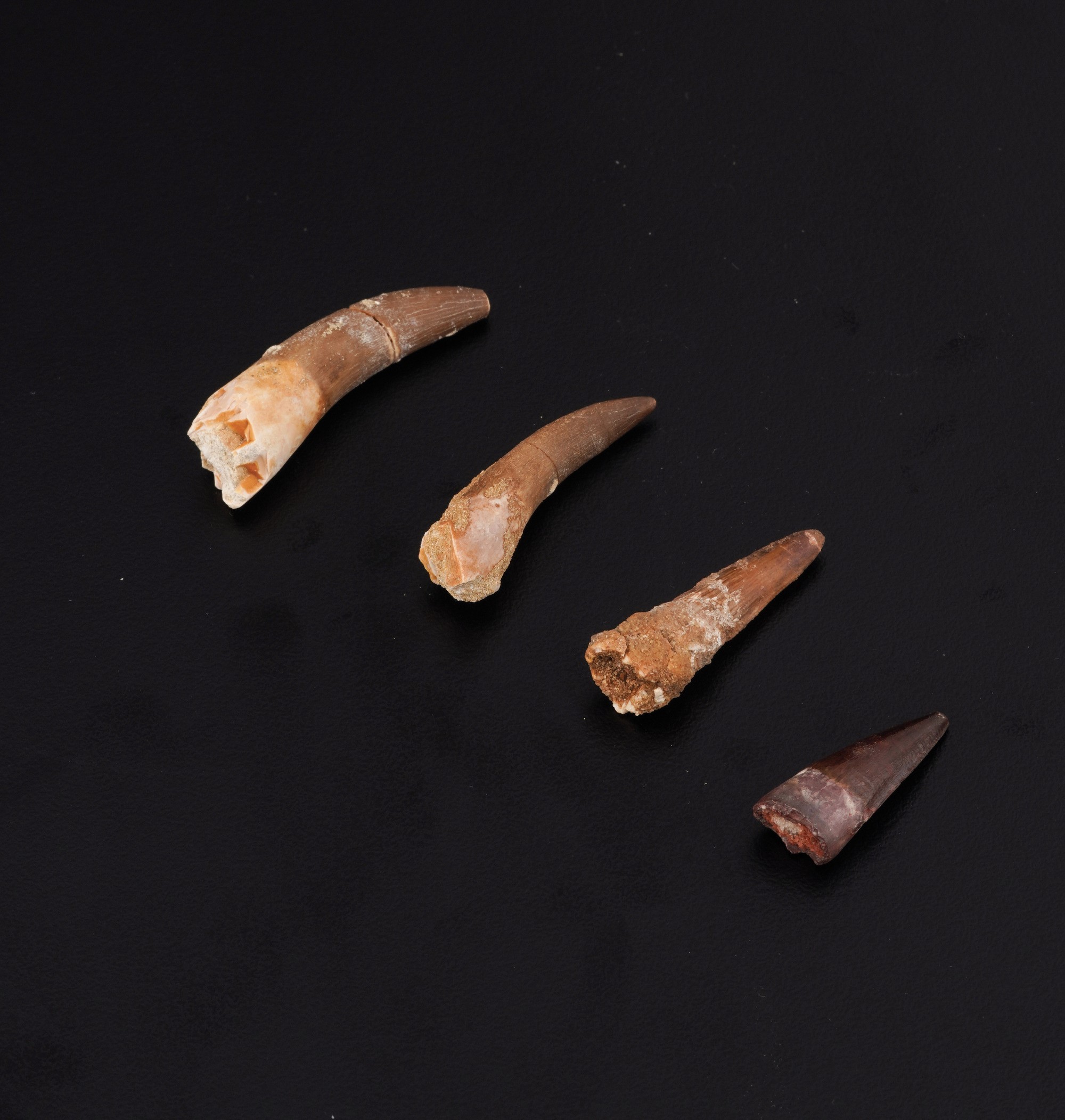 Tre Denti di Plesiosauro (triassico Superiore - Cretacico Superiore - 237-66 Milioni di Anni) e u...