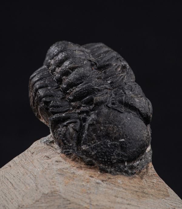 Raro Trilobite (Morocops Ovatus) Devoniano - Eifeliano (394 milioni di anni ca.)