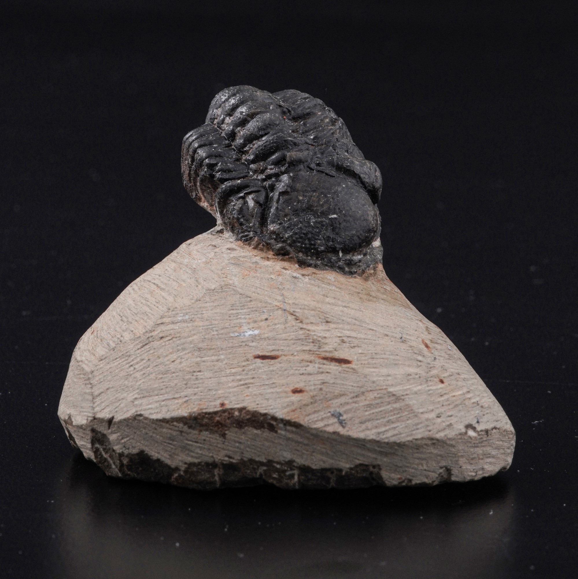 Raro Trilobite (morocops Ovatus)devoniano - Eifeliano (394 Milioni di Anni Ca.)