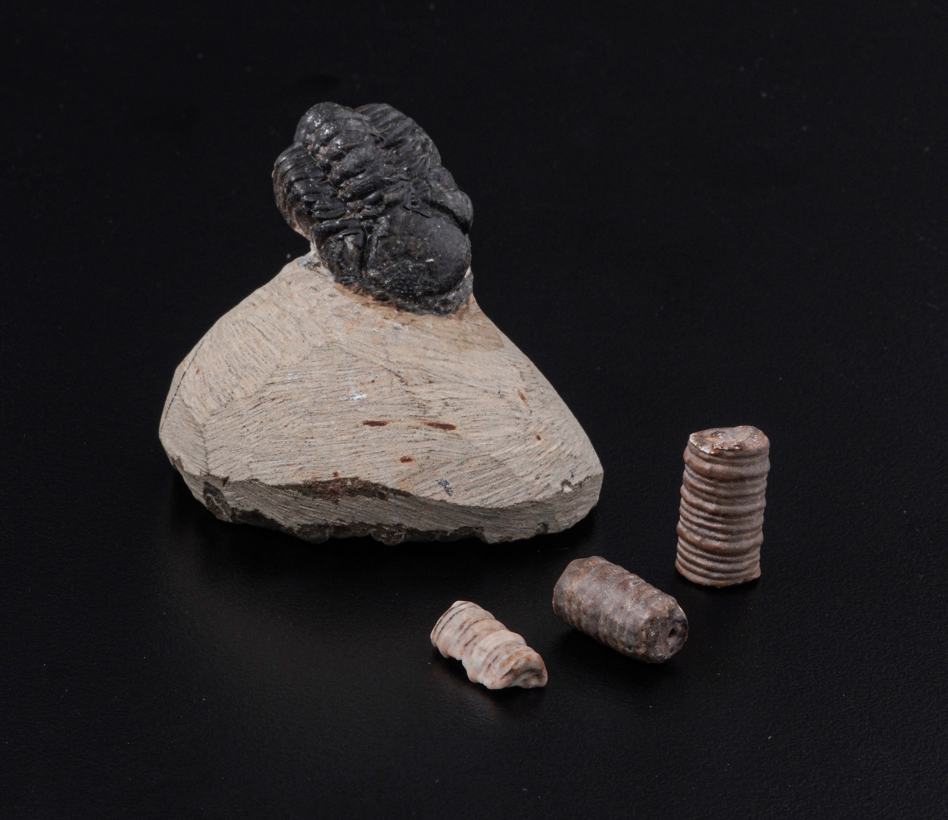 Raro Trilobite (morocops Ovatus)devoniano - Eifeliano (394 Milioni di Anni Ca.)