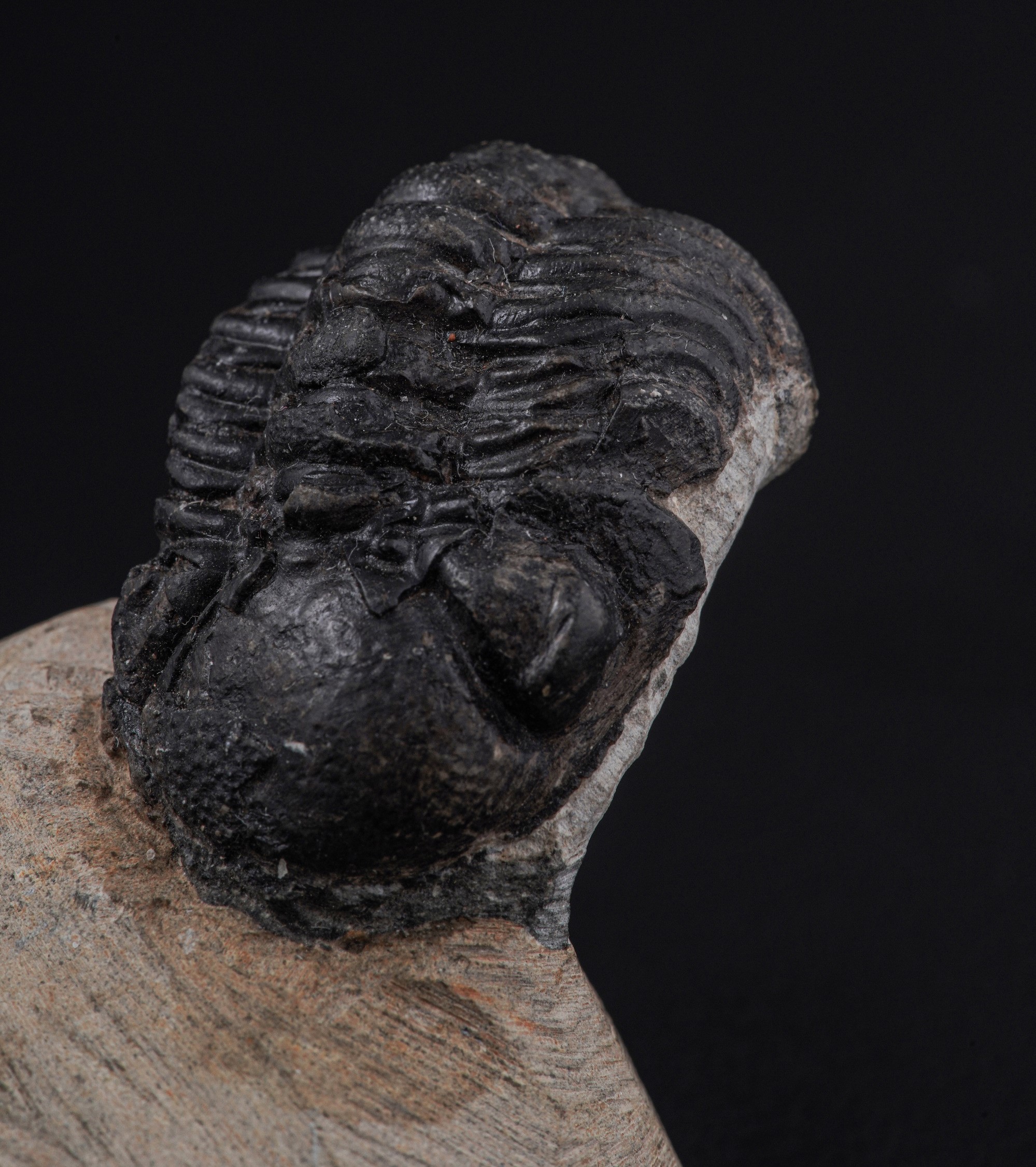 Raro Trilobite (morocops Ovatus)devoniano - Eifeliano (394 Milioni di Anni Ca.)