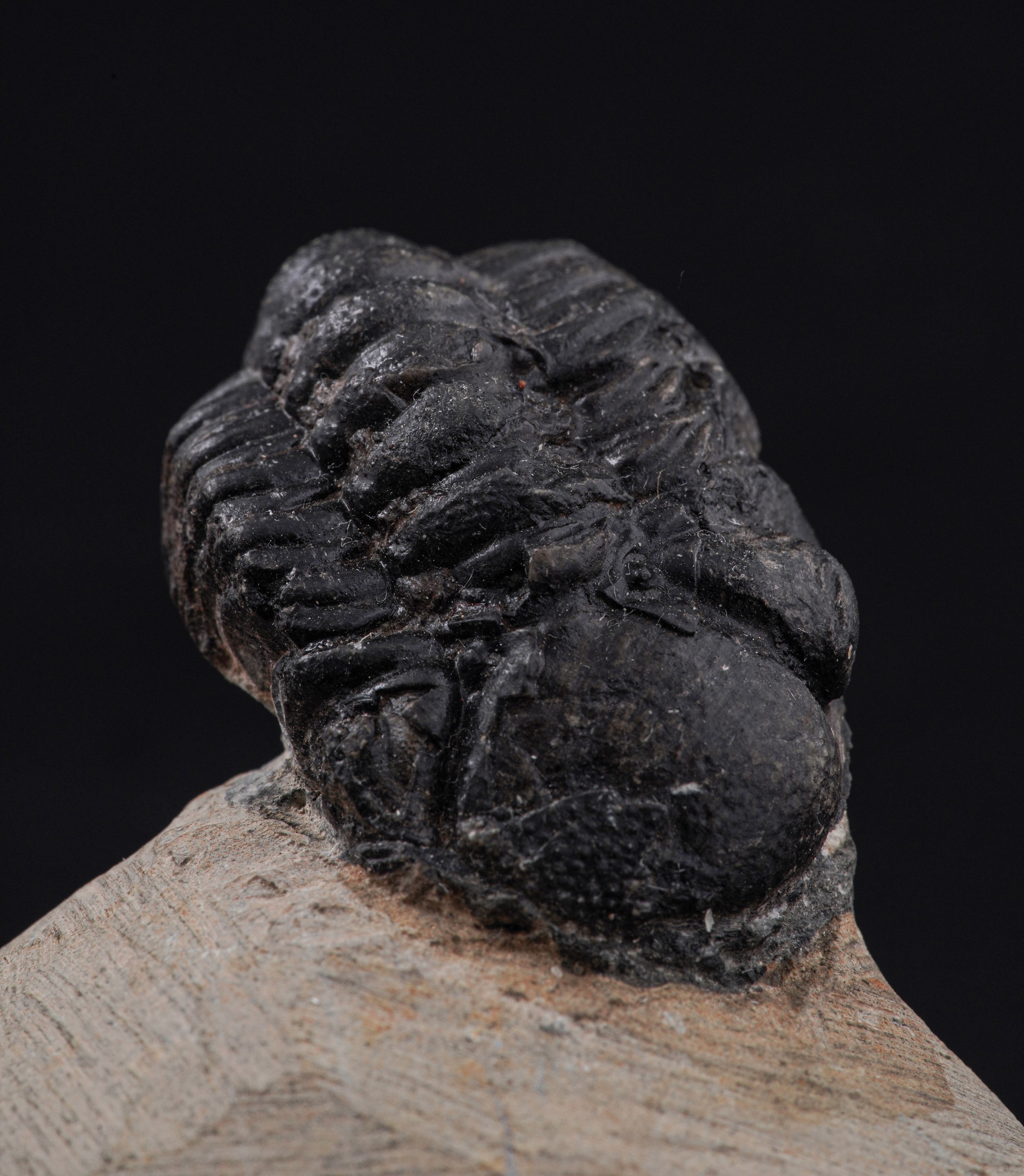 Raro Trilobite (morocops Ovatus)devoniano - Eifeliano (394 Milioni di Anni Ca.)