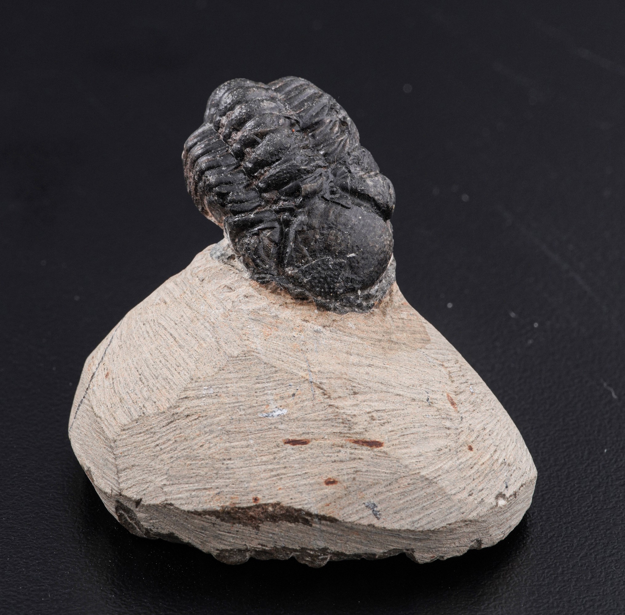 Raro Trilobite (morocops Ovatus)devoniano - Eifeliano (394 Milioni di Anni Ca.)