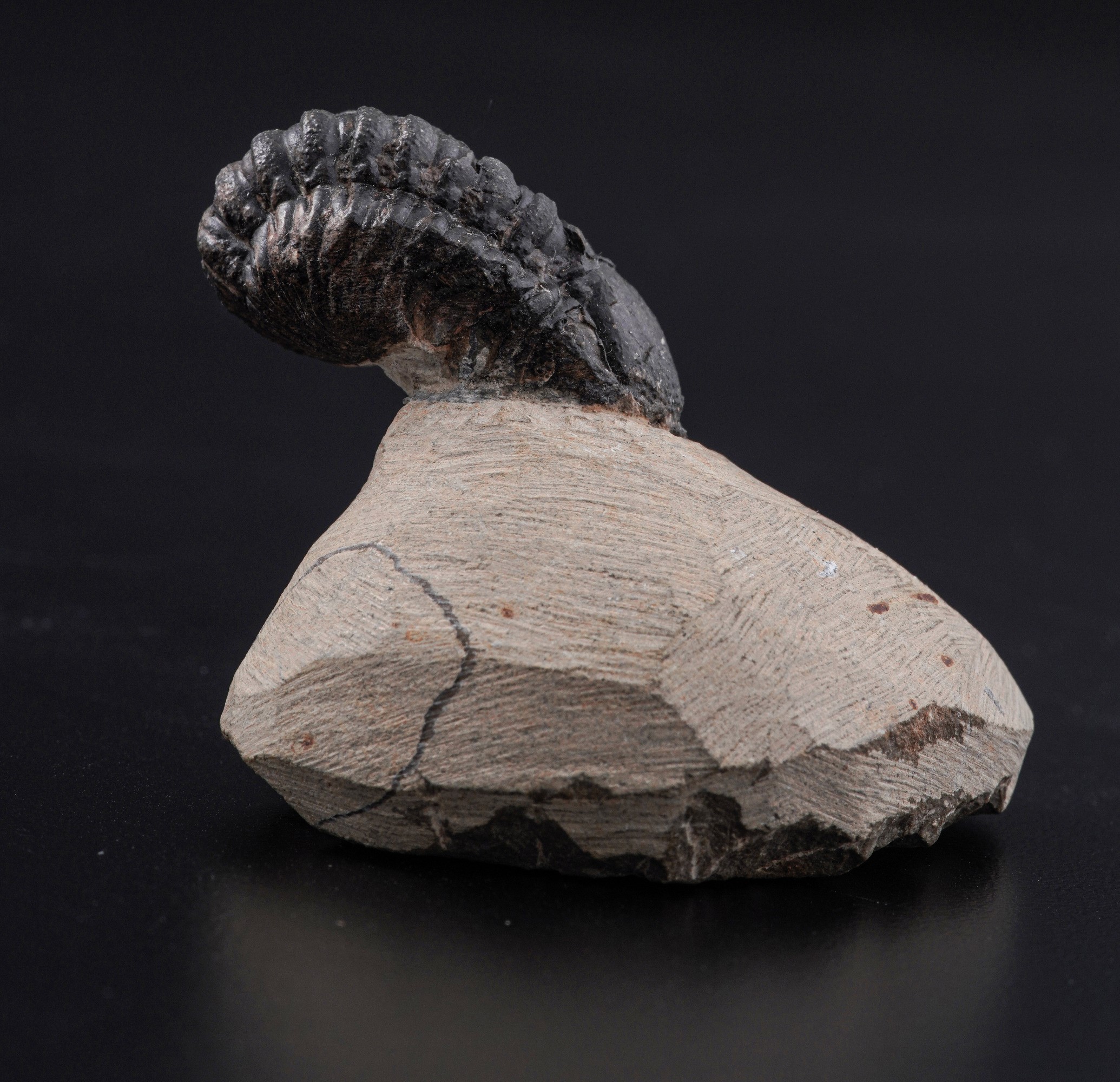 Raro Trilobite (morocops Ovatus)devoniano - Eifeliano (394 Milioni di Anni Ca.)