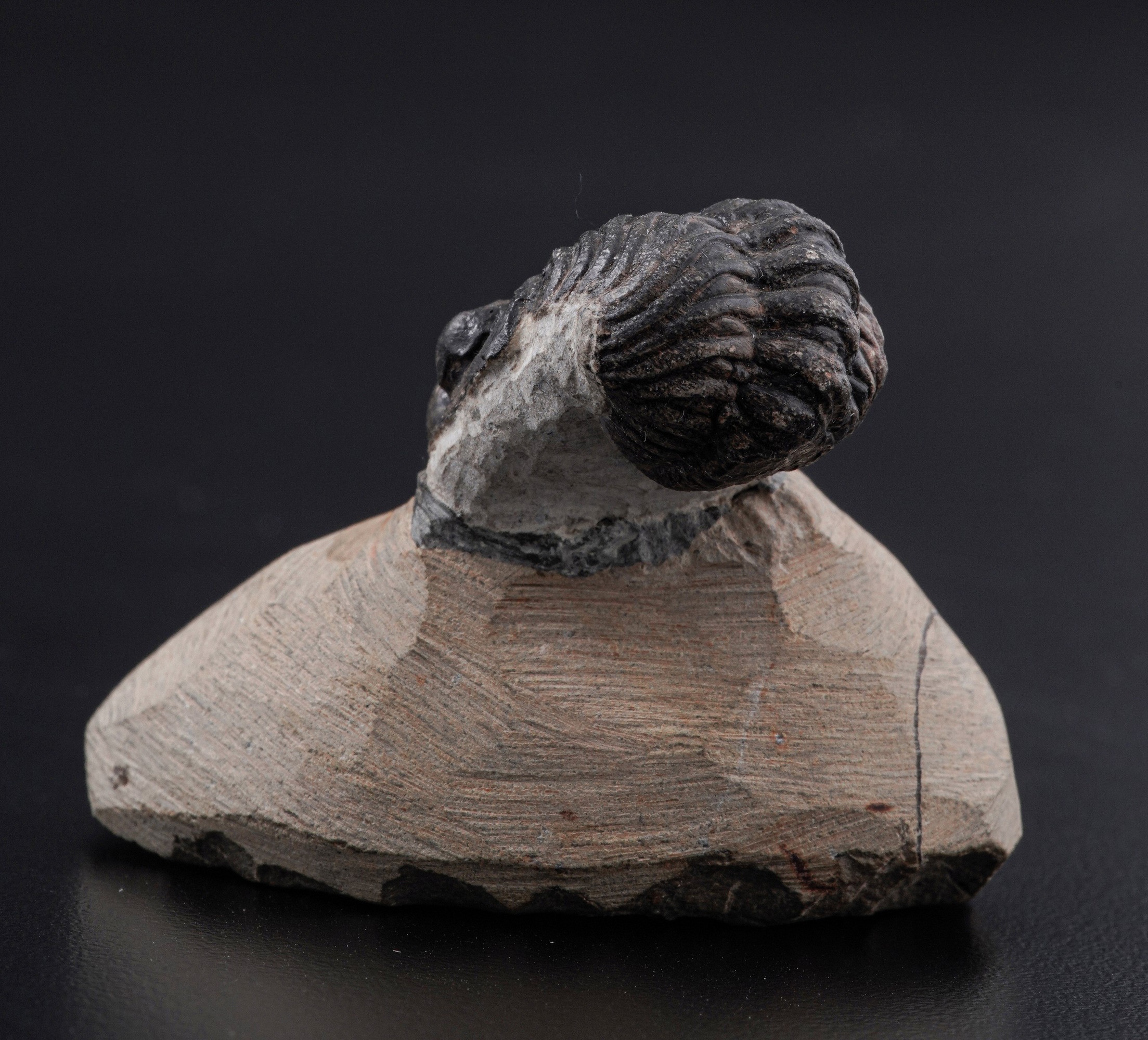 Raro Trilobite (morocops Ovatus)devoniano - Eifeliano (394 Milioni di Anni Ca.)