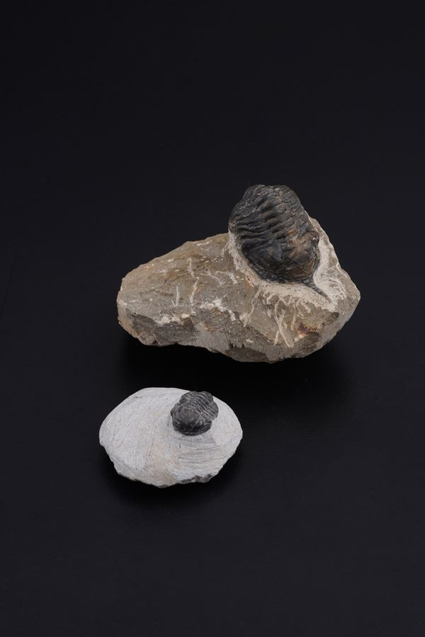 Due trilobiti. Uno della specie MOROCCONITES MALLADOIDES e uno della specie MOROCOPS OVATUS DevonianO (419.2 - 358.9 milioni di anni)