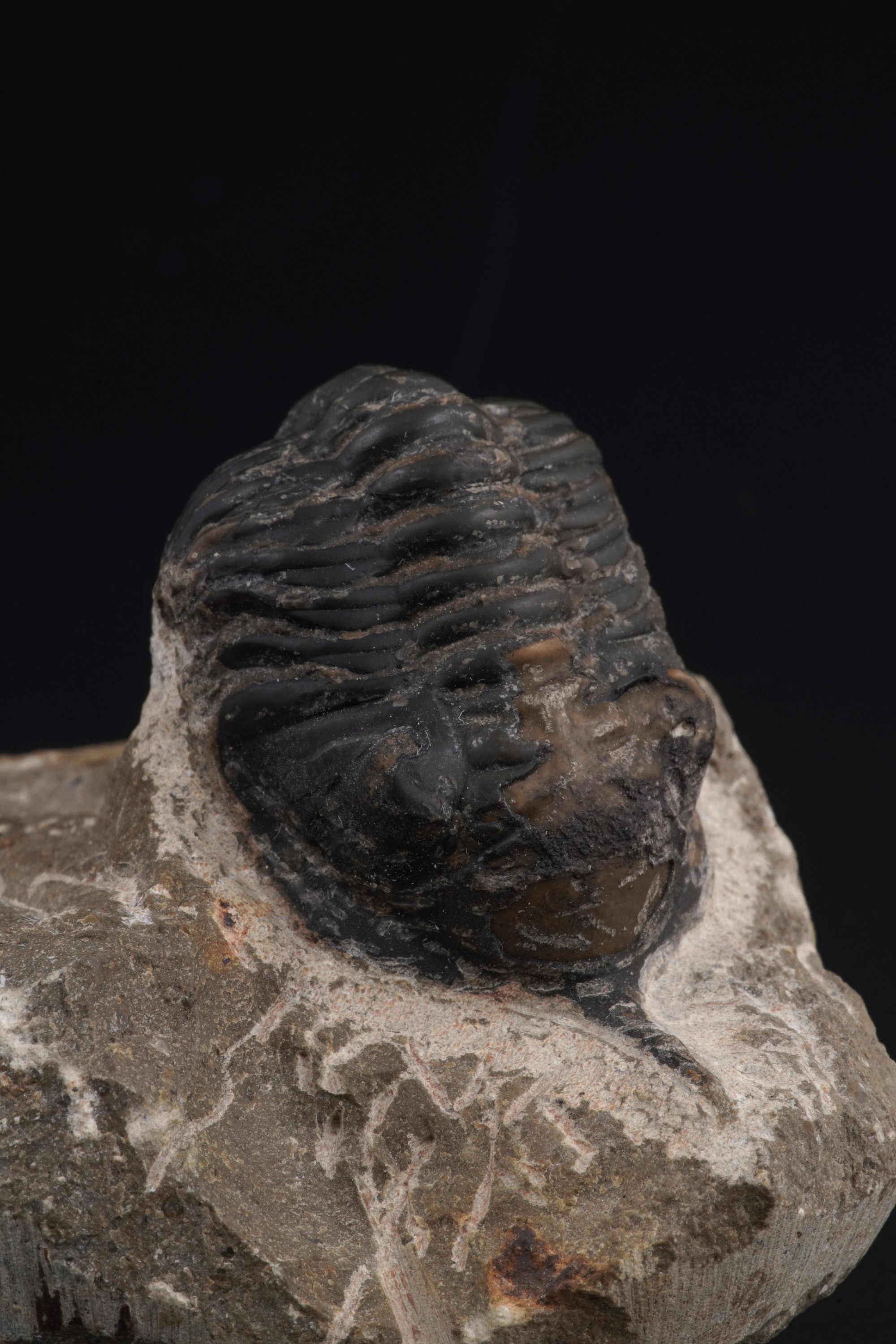 Due Trilobiti. uno della Specie Morocconites Malladoides e uno della Specie Morocops Ovatusdevoni...