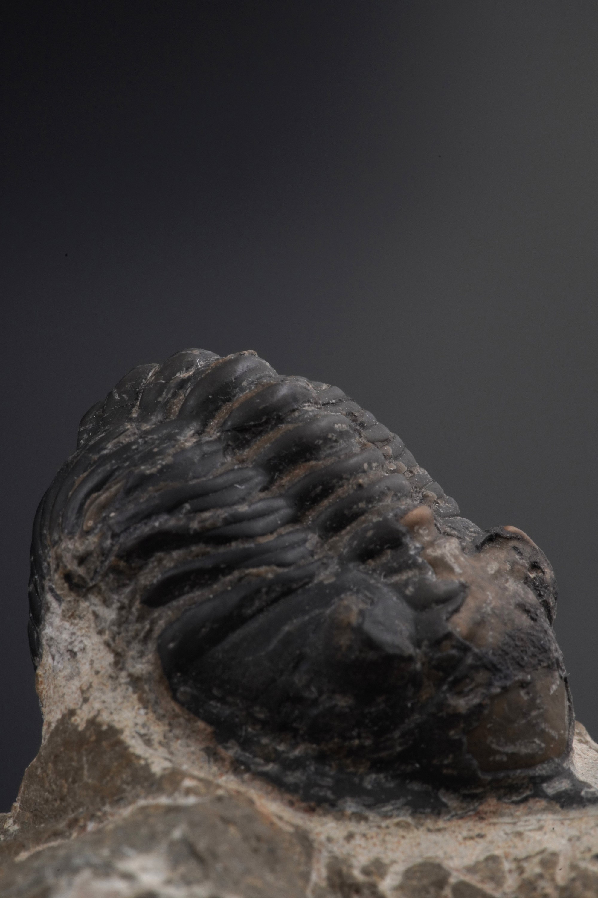 Due Trilobiti. uno della Specie Morocconites Malladoides e uno della Specie Morocops Ovatusdevoni...