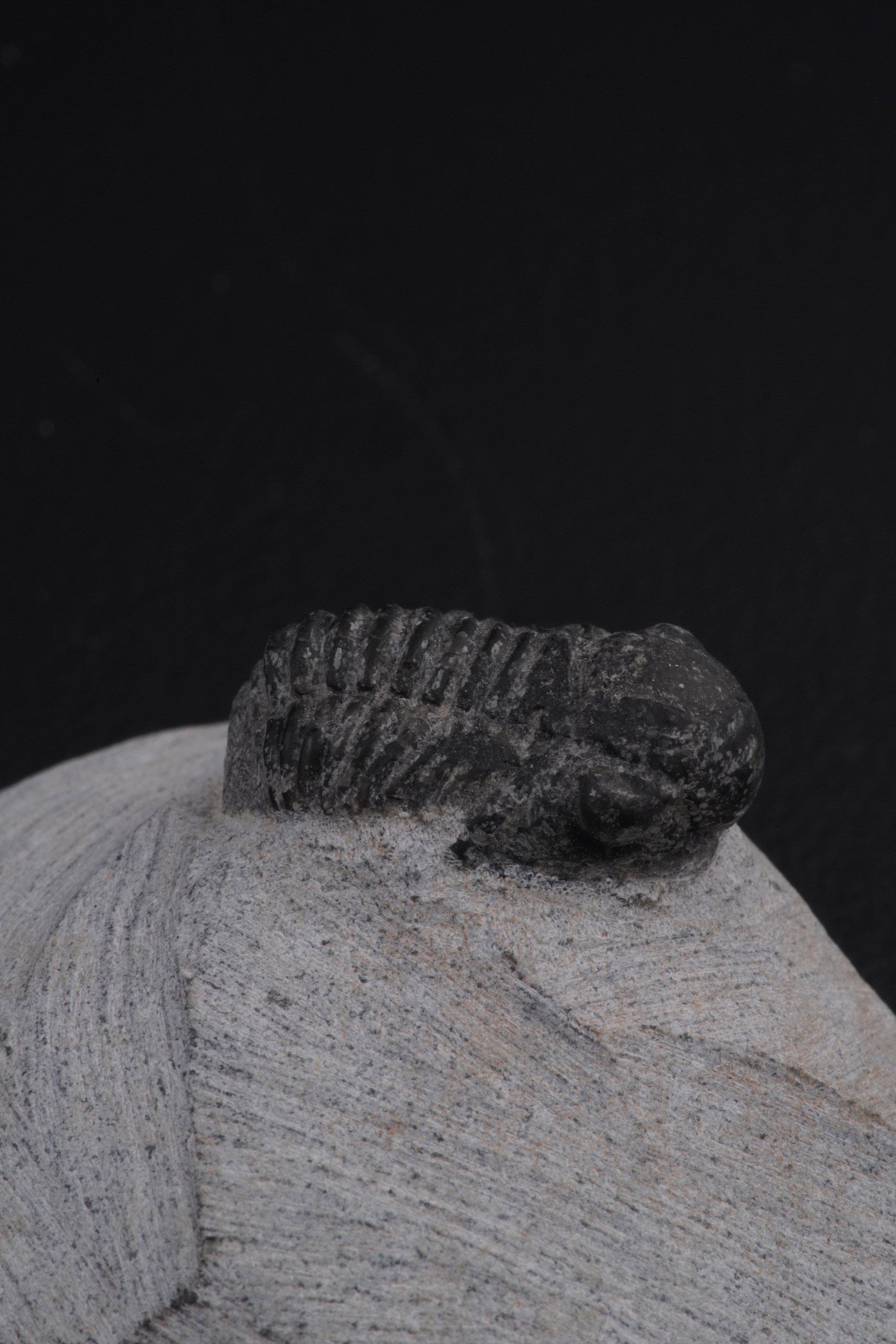 Due Trilobiti. uno della Specie Morocconites Malladoides e uno della Specie Morocops Ovatusdevoni...