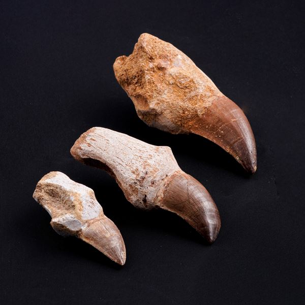 Tre imponenti denti di Mosasauro sp. con radici complete. Un dente grande di Mosasauro Hoffmanii (cretacico 145-66 milioni di anni), un dente grande di Prognathodon Anceps e un dente piccolo di Platecarpus Ptychodon Cretacico superiore (66 Milioni di anni ca.)
