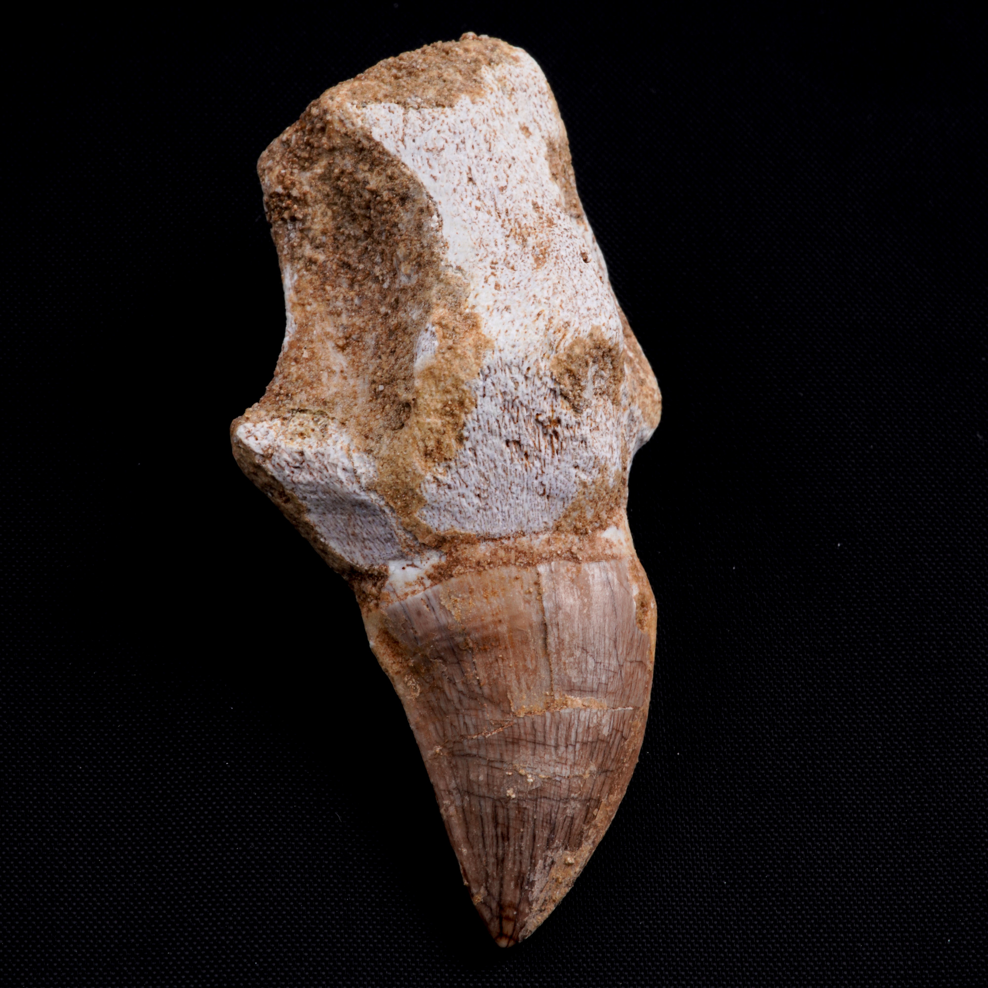 Tre Imponenti Denti di Mosasauro Sp. con Radici Complete. un Dente Grande di Mosasauro Hoffmanii ...