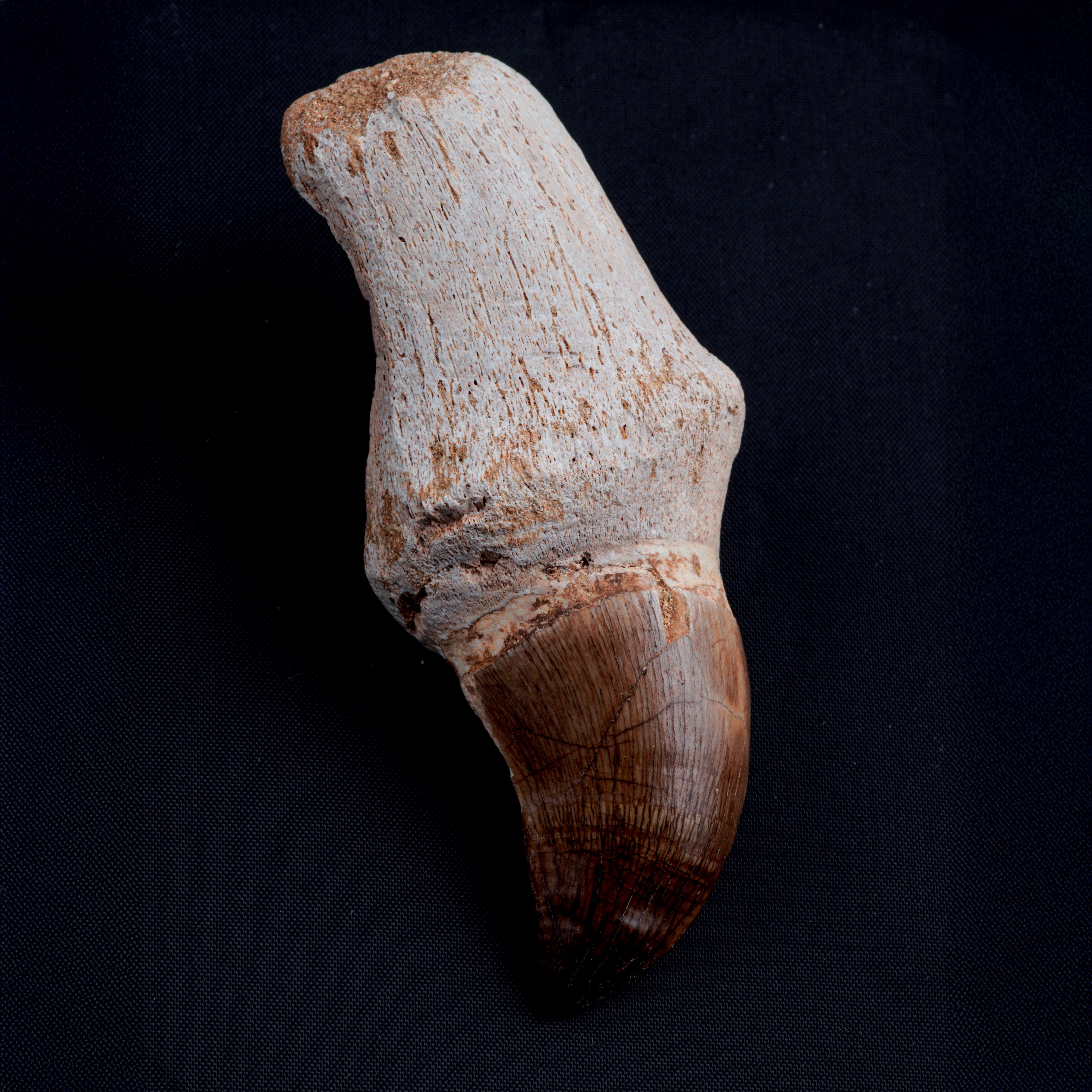Tre Imponenti Denti di Mosasauro Sp. con Radici Complete. un Dente Grande di Mosasauro Hoffmanii ...