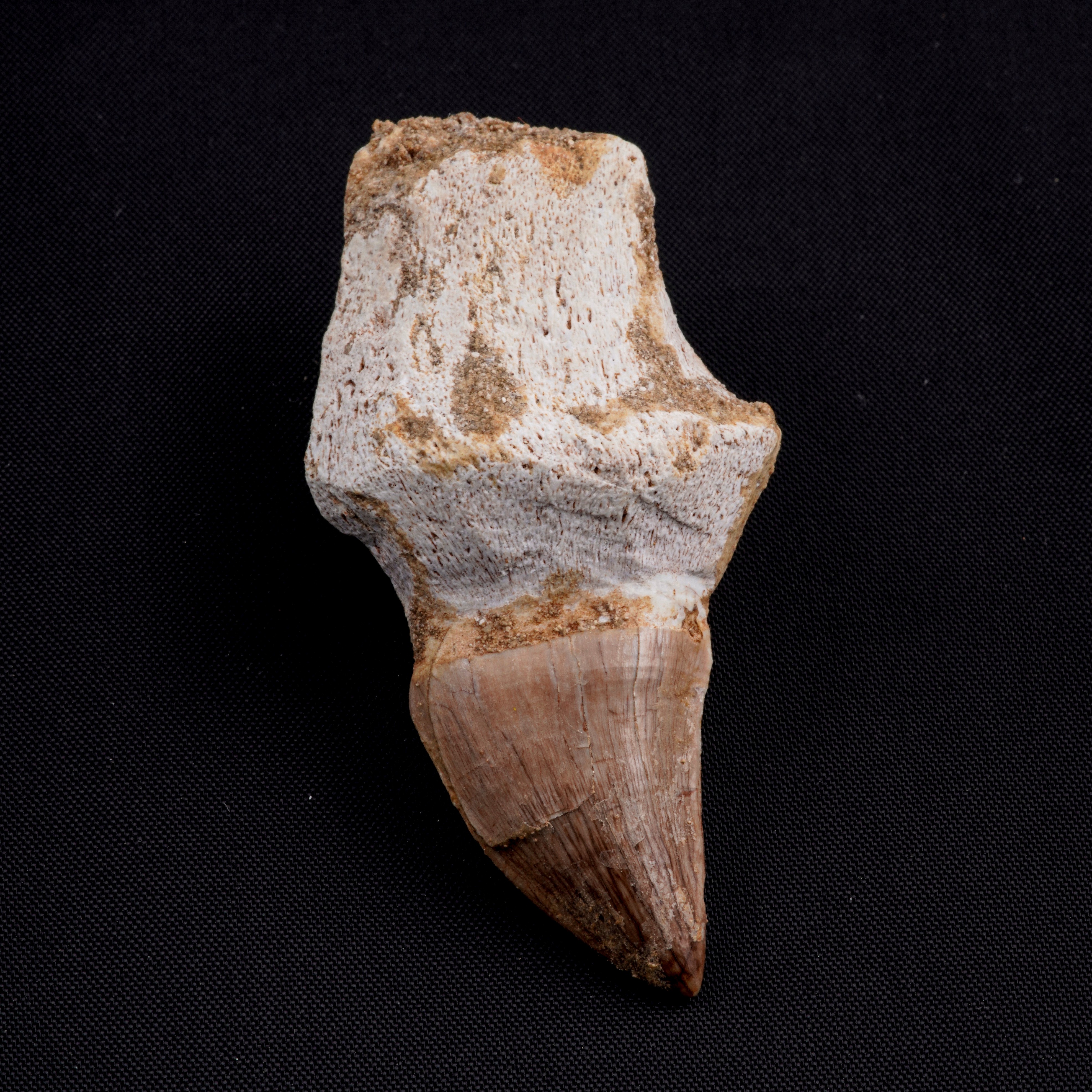 Tre Imponenti Denti di Mosasauro Sp. con Radici Complete. un Dente Grande di Mosasauro Hoffmanii ...
