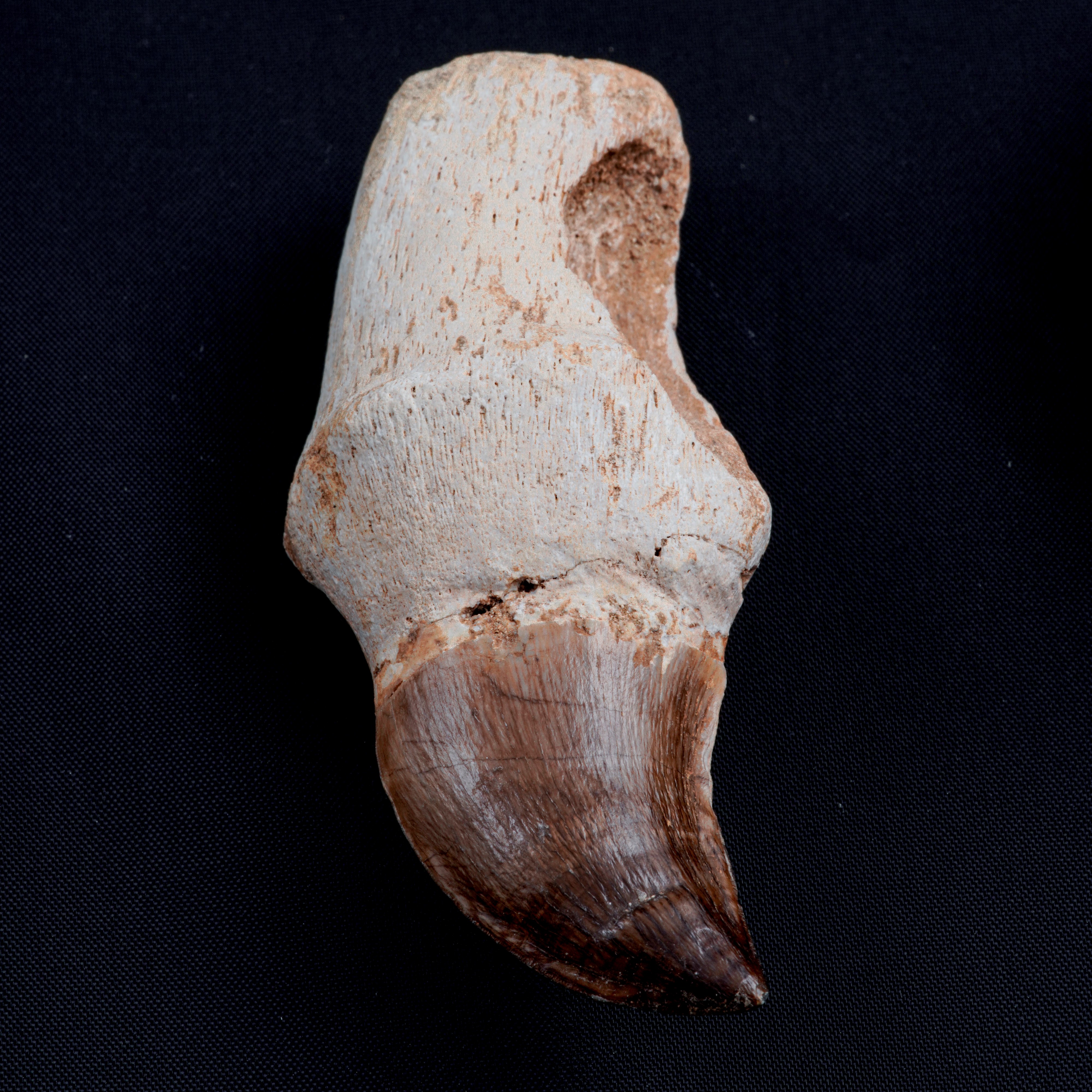 Tre Imponenti Denti di Mosasauro Sp. con Radici Complete. un Dente Grande di Mosasauro Hoffmanii ...