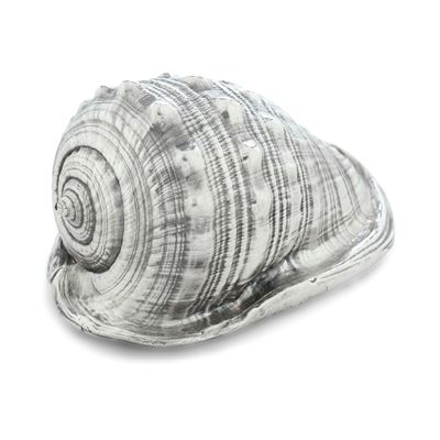Conchiglia, argento 925 fuso e sagomato (manifattura italiana, XX secolo)