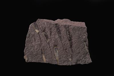 Rarissima Lastra con Crinoidi Fossili del Periodo Cambriano