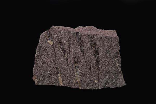 Rarissima lastra con Crinoidi fossili del periodo Cambriano