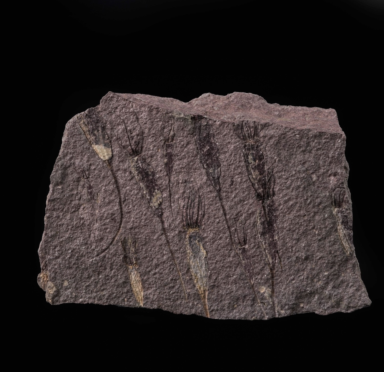 Rarissima Lastra con Crinoidi Fossili del Periodo Cambriano