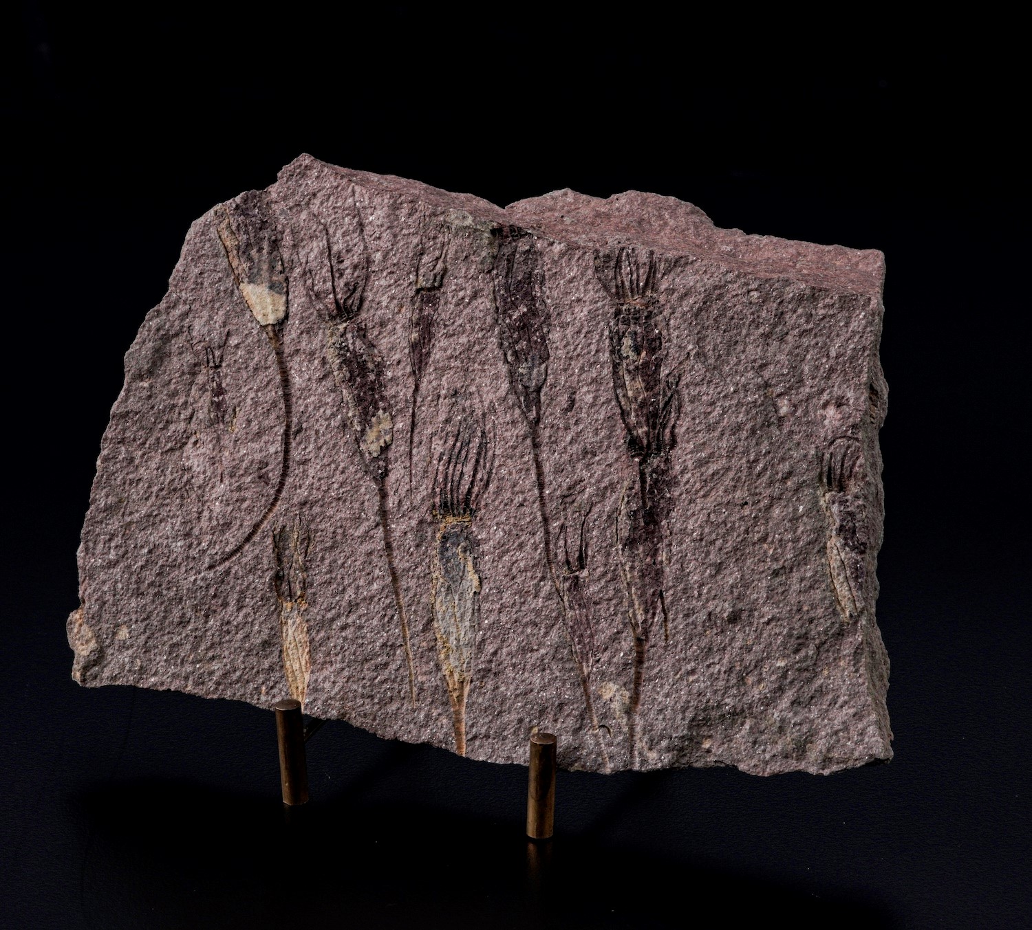 Rarissima Lastra con Crinoidi Fossili del Periodo Cambriano