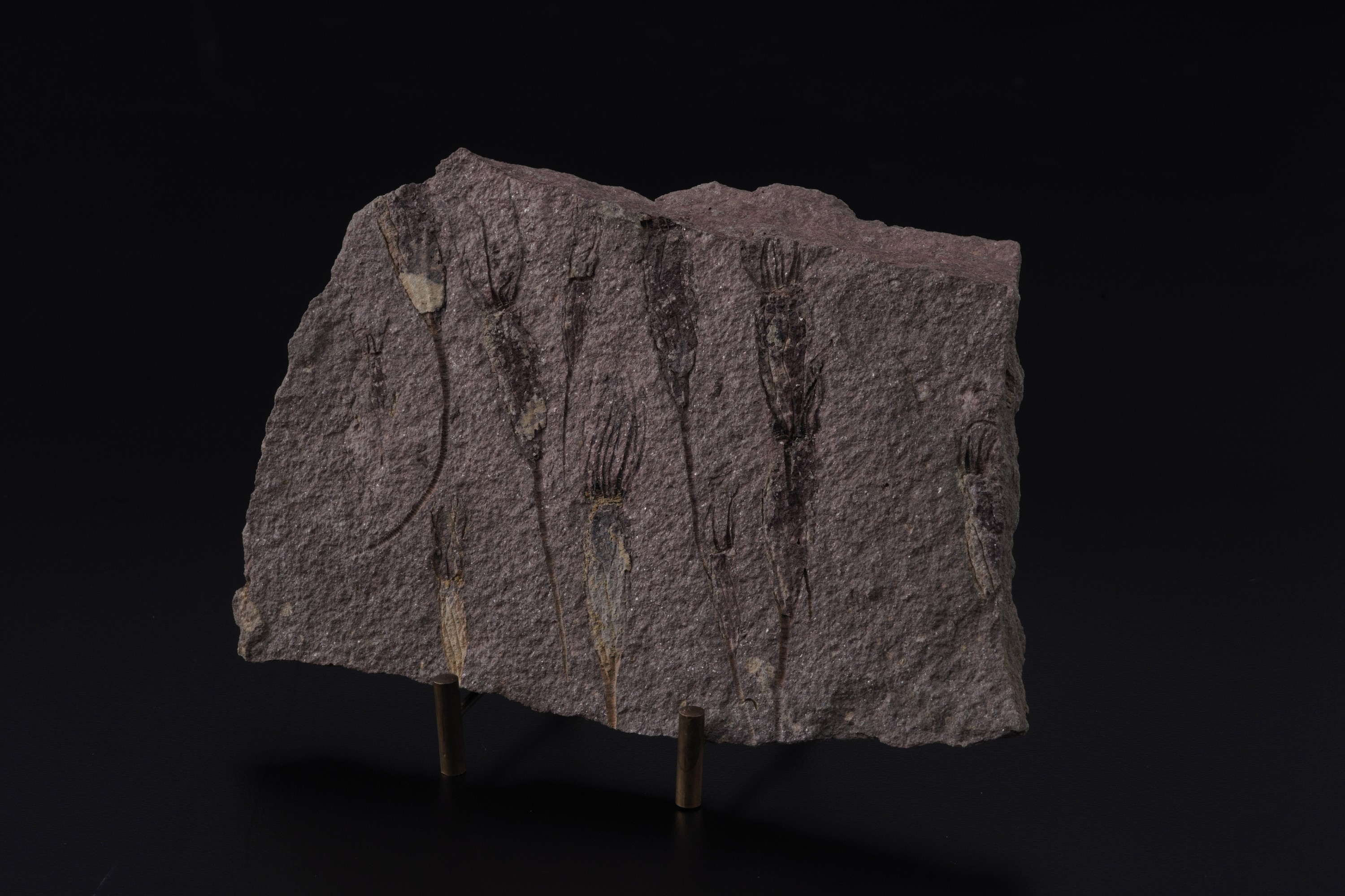 Rarissima Lastra con Crinoidi Fossili del Periodo Cambriano