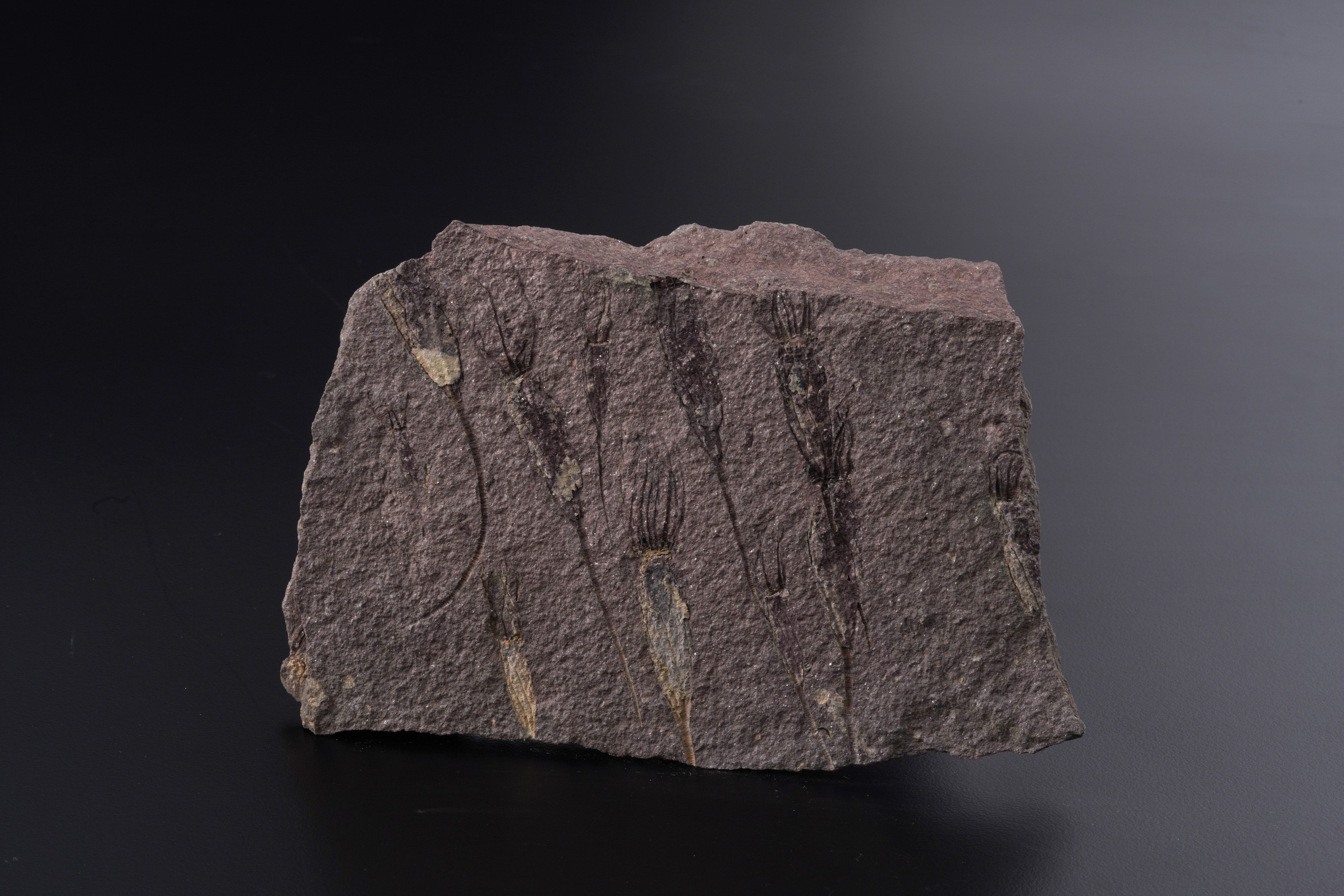 Rarissima Lastra con Crinoidi Fossili del Periodo Cambriano