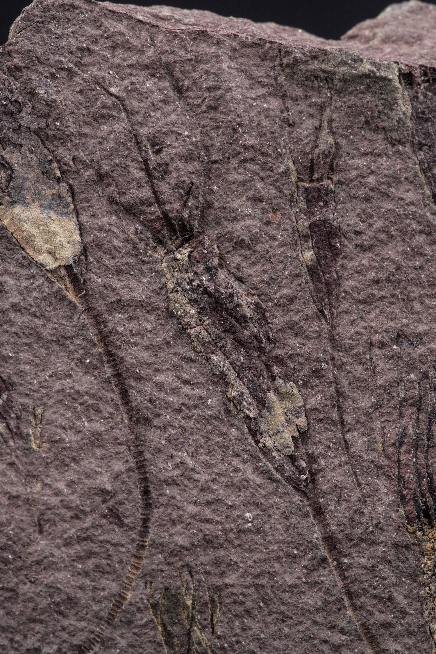 Rarissima Lastra con Crinoidi Fossili del Periodo Cambriano