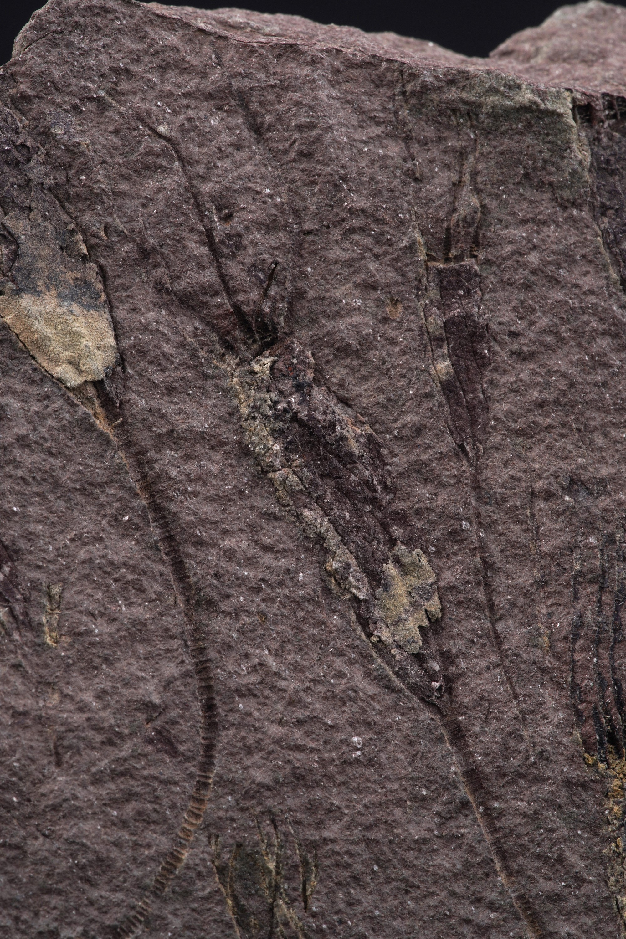 Rarissima Lastra con Crinoidi Fossili del Periodo Cambriano