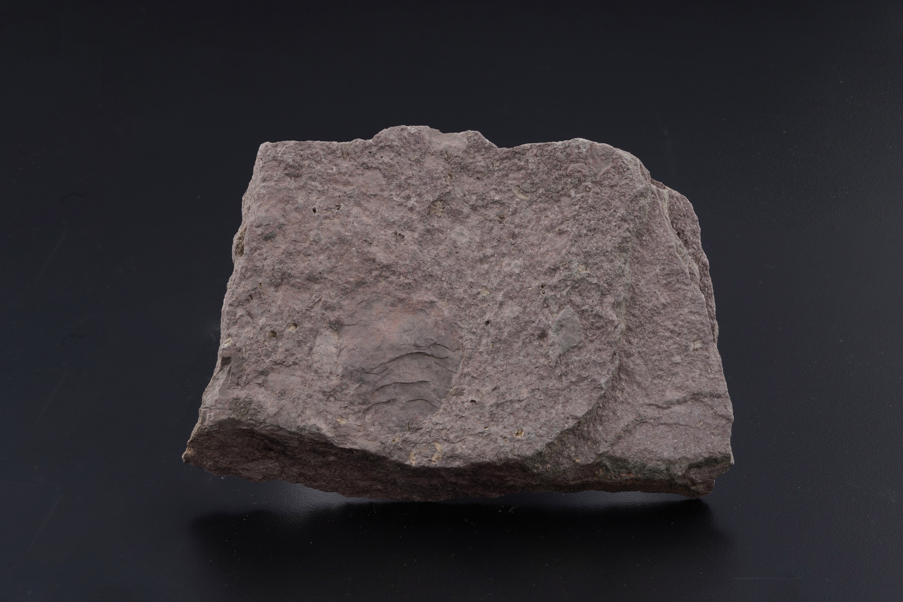 Rarissima Lastra con Crinoidi Fossili del Periodo Cambriano