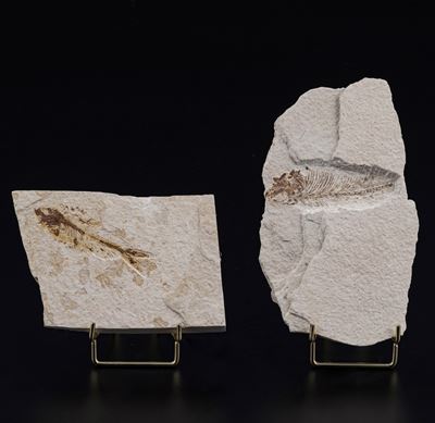 Due Dettagliate Lastre con Pesci Fossili