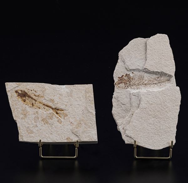Due dettagliate lastre con pesci fossili