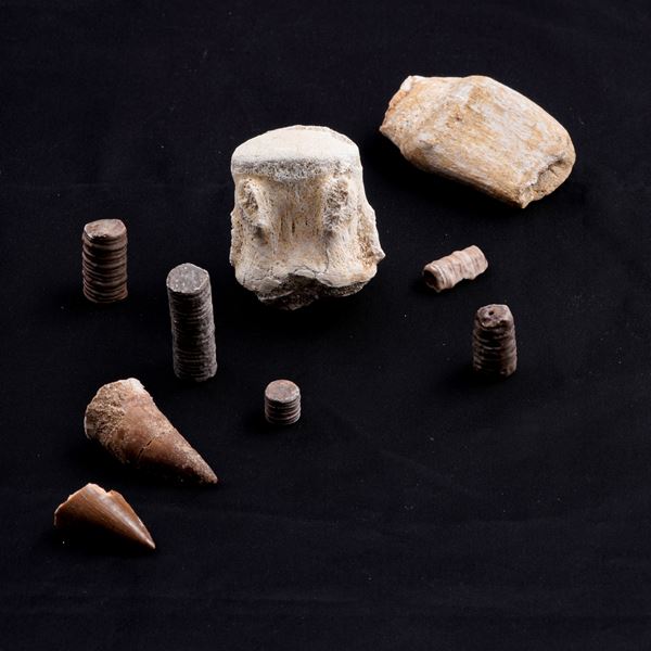 Mosasauro sp. Pezzi fossili.  Due denti senza radica, una rdice di dente, una vertebra.  (cretacico 145-66 milioni di anni) 